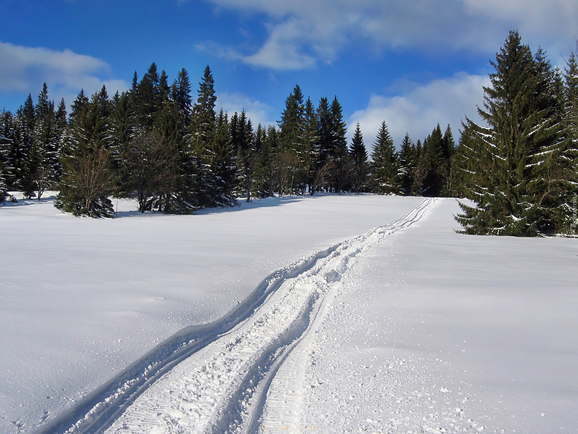 Las, Śnieg, Koleiny