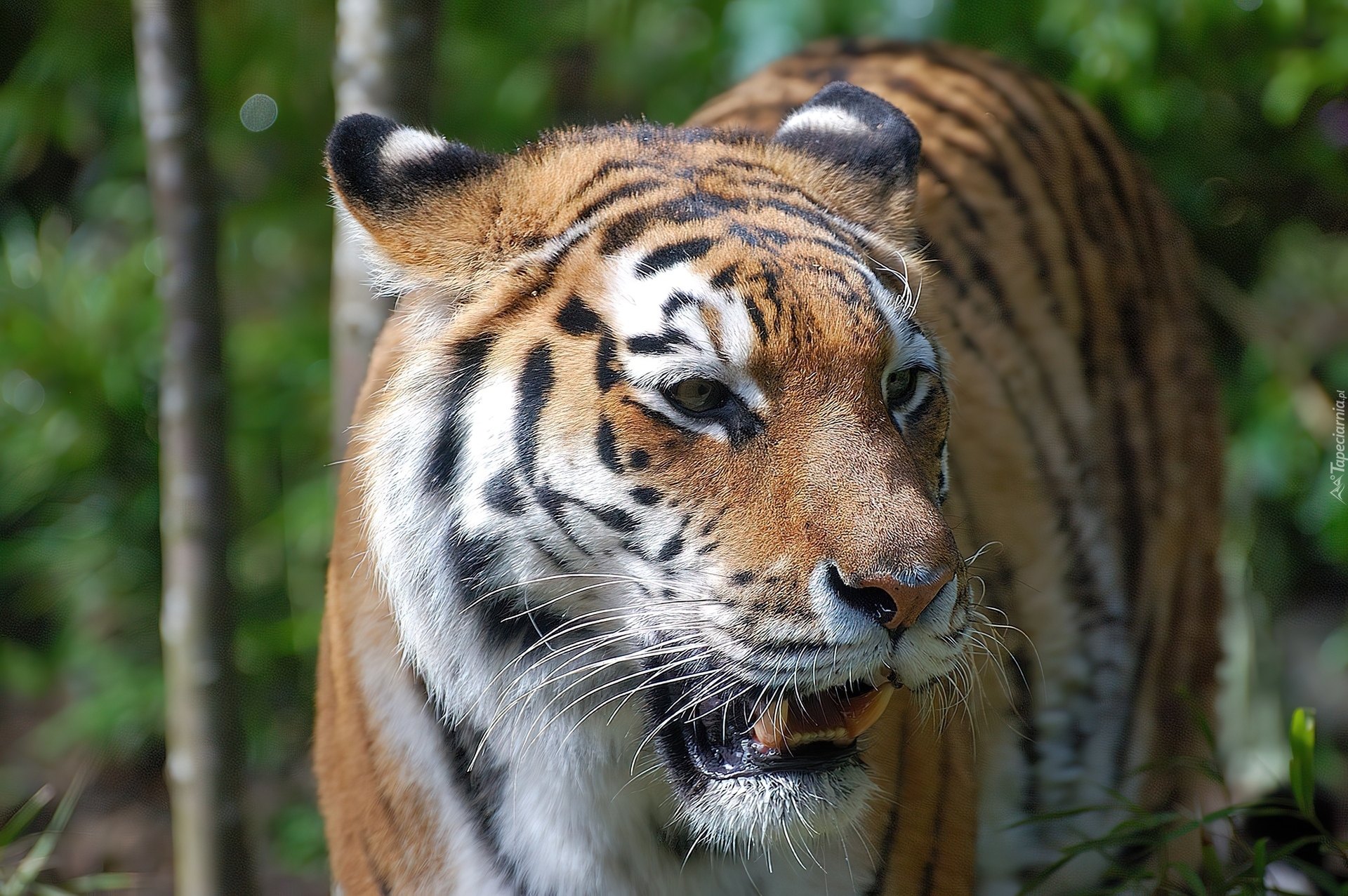 Groźny, Tygrys, Zoo