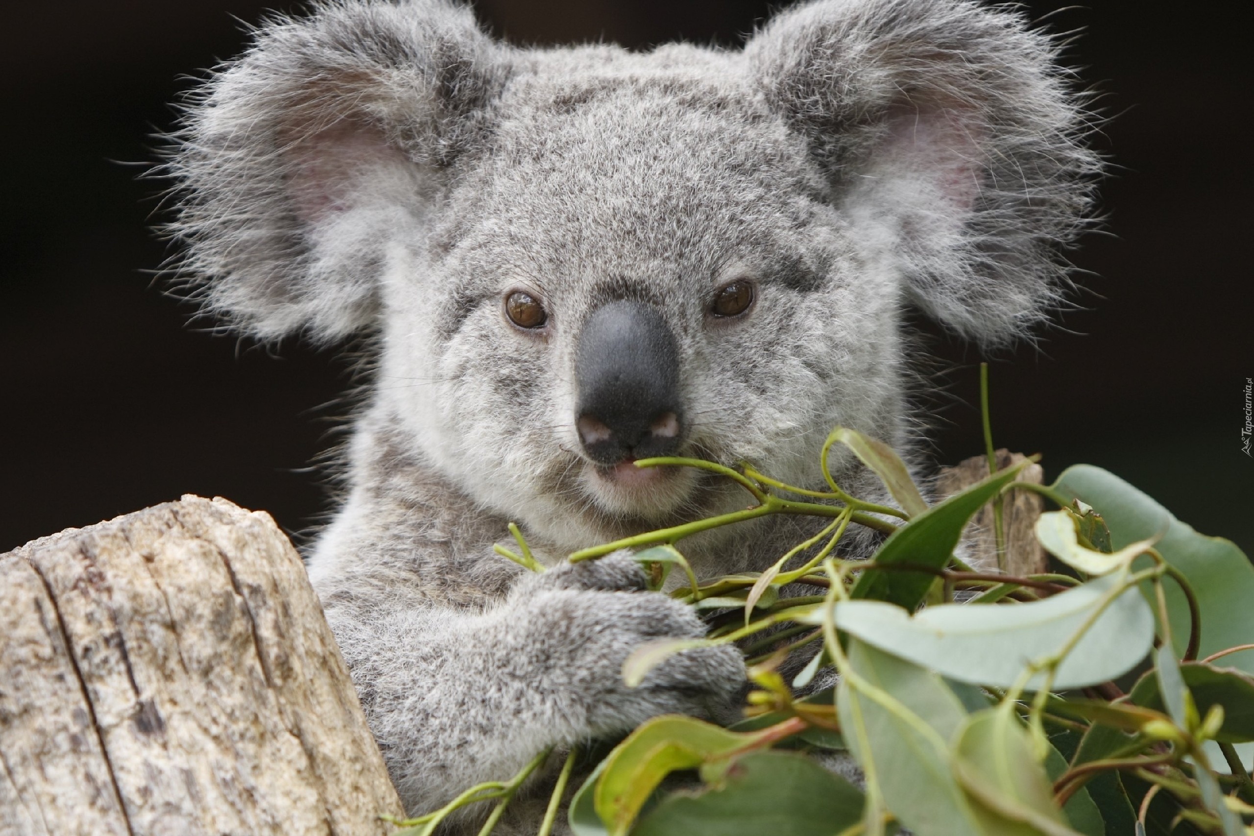 Miś, Koala, Liście