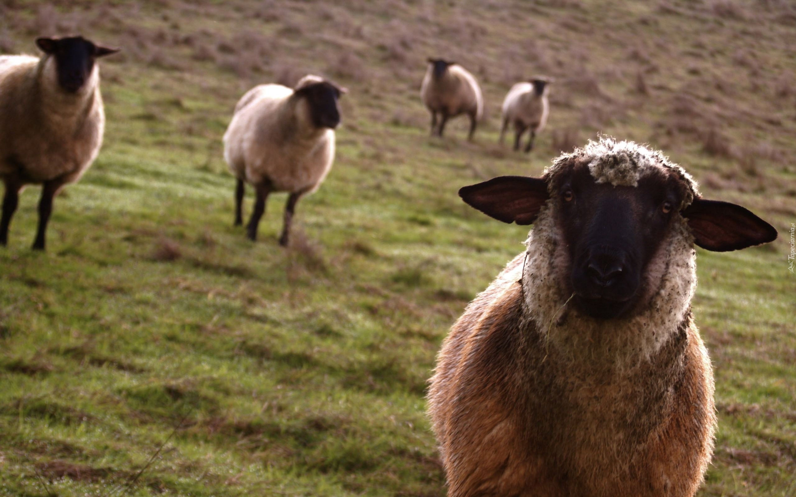 Pastwisko, Owce