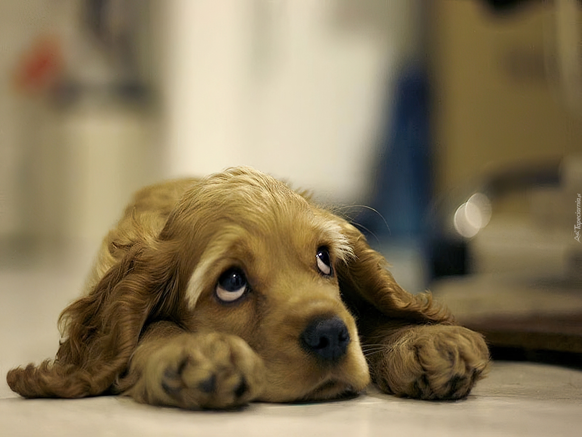 Pies, Cocker Spaniel, Łapki, Spojrzenie