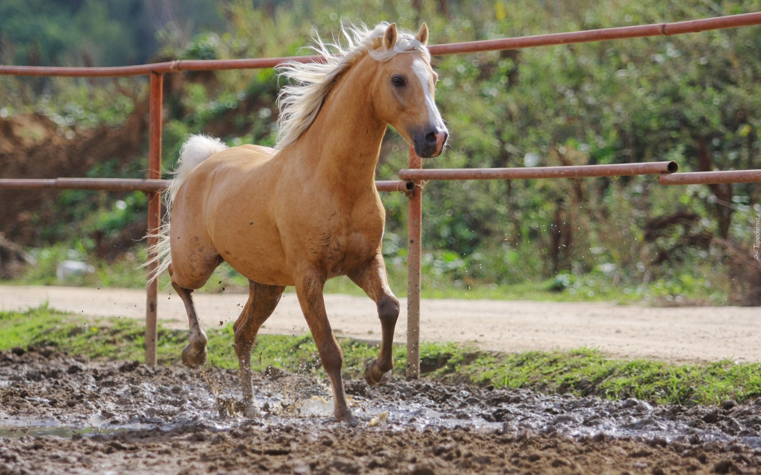 Koń, Palomino, Padok