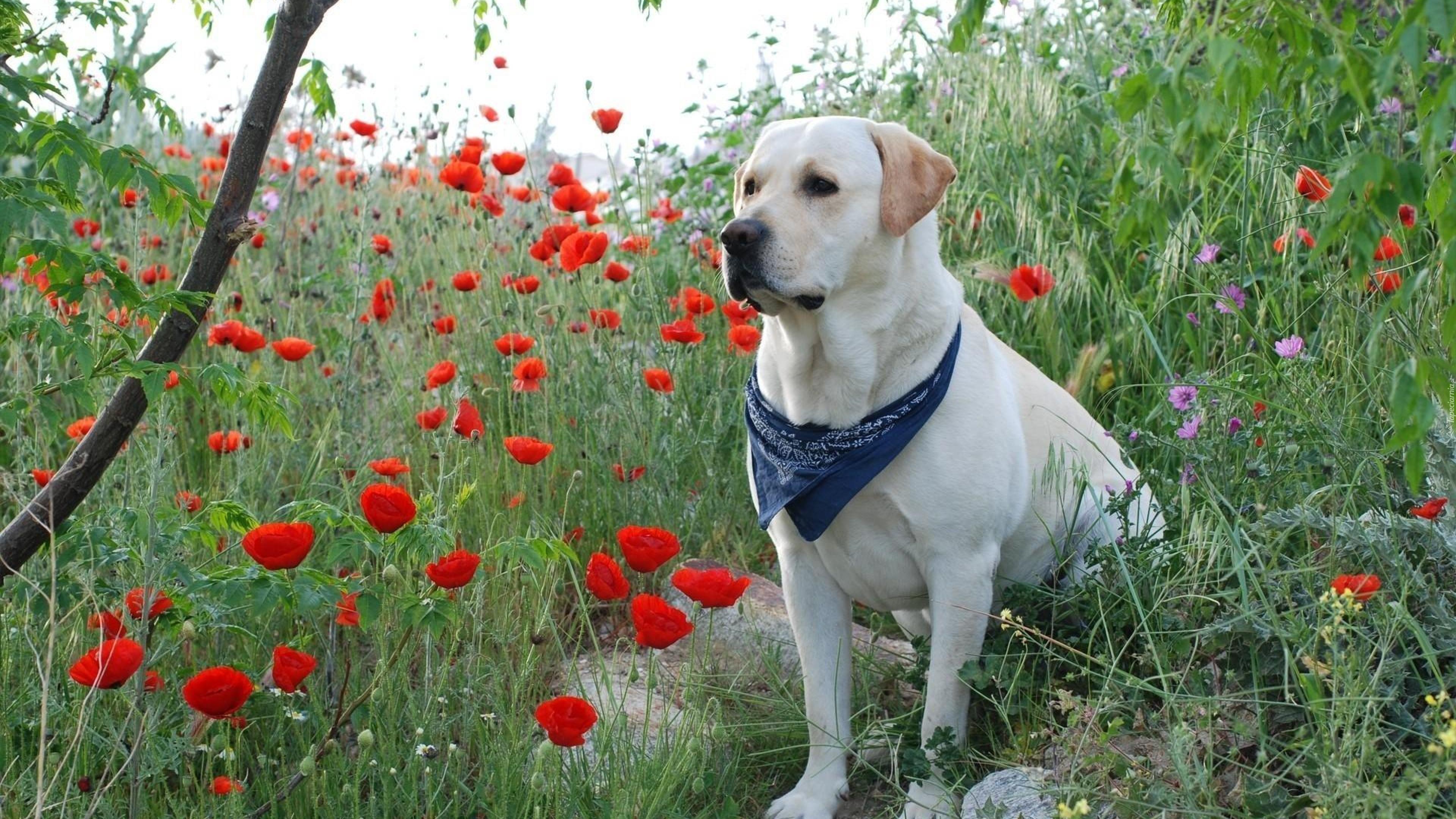 Labrador Retriever, Maki