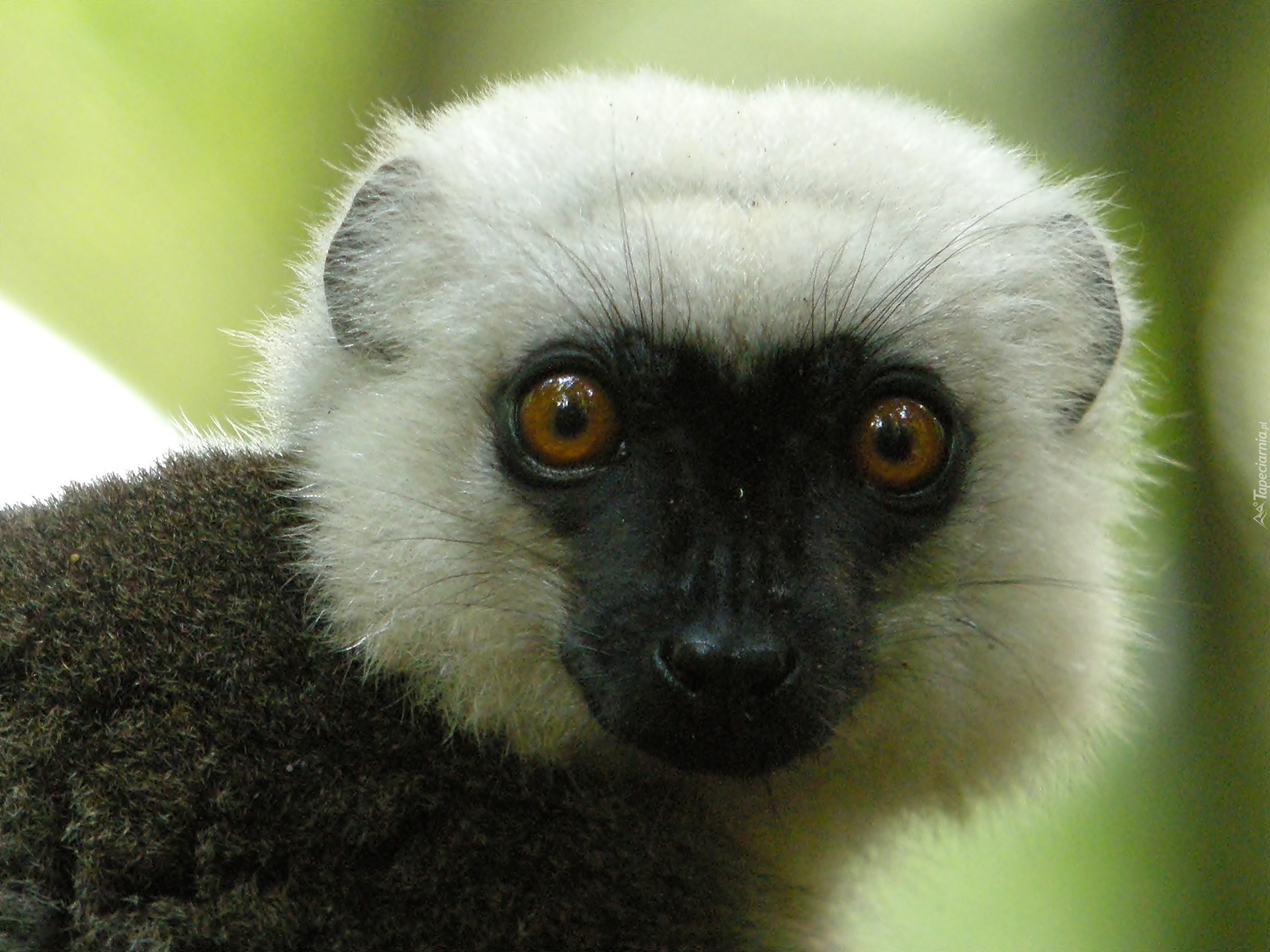 Lemur, Sifaka, Głowa, Oczy