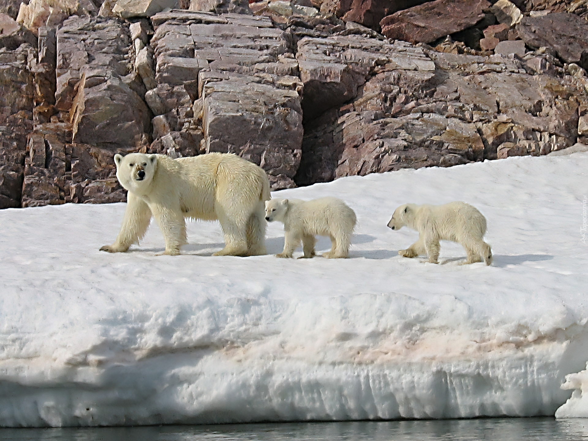 Niedzwiedź Polarny, Mama, Dzieci, Lód, Skała