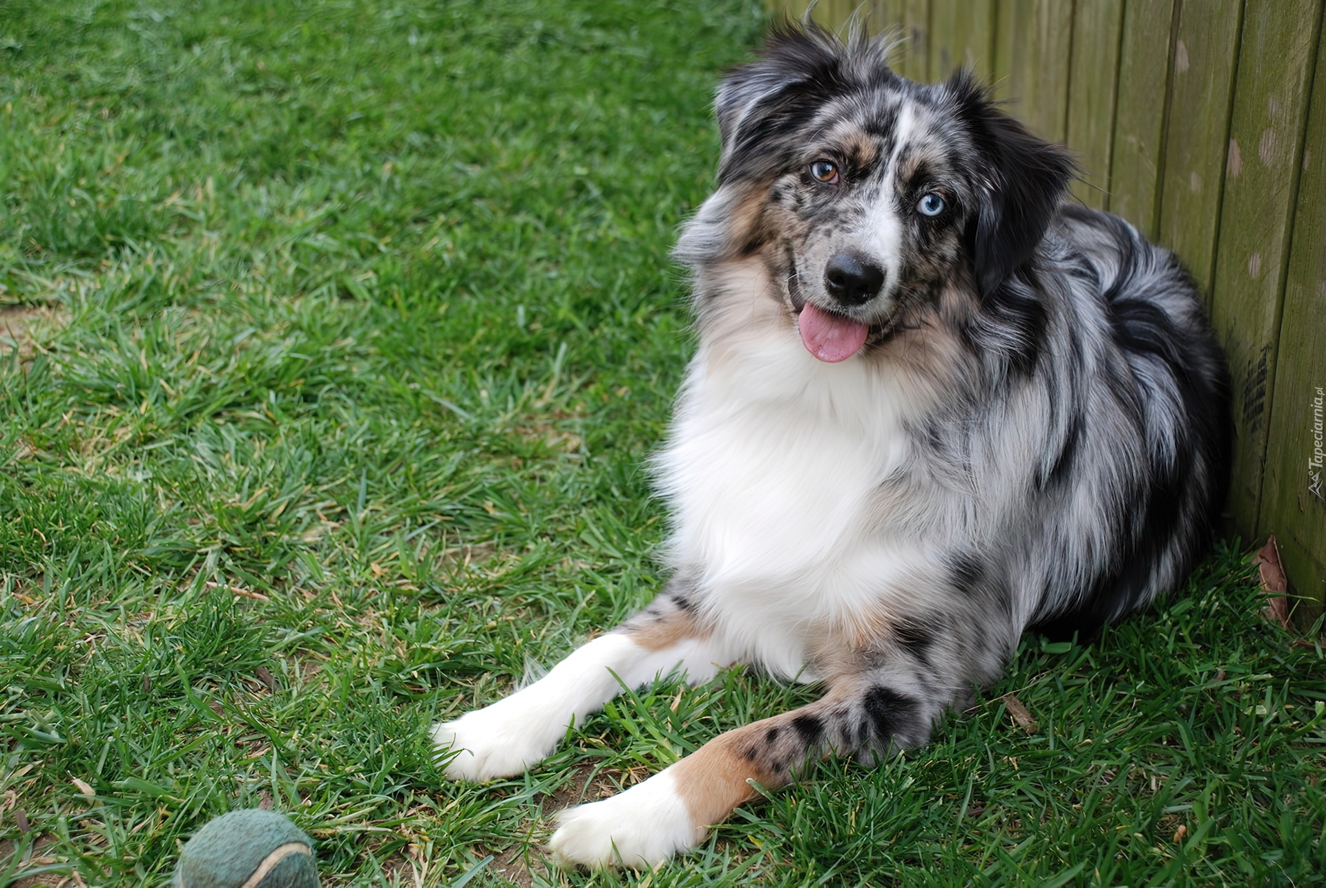 Owczarek australijski, Australian shepherd