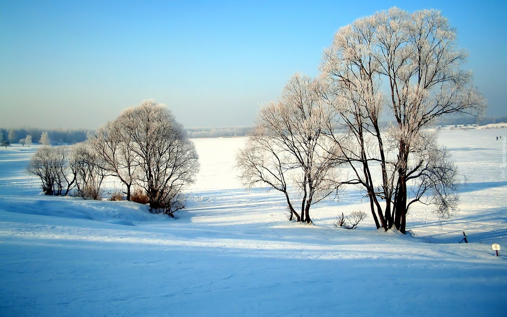 Zaśnieżone, Pola, Drzewa