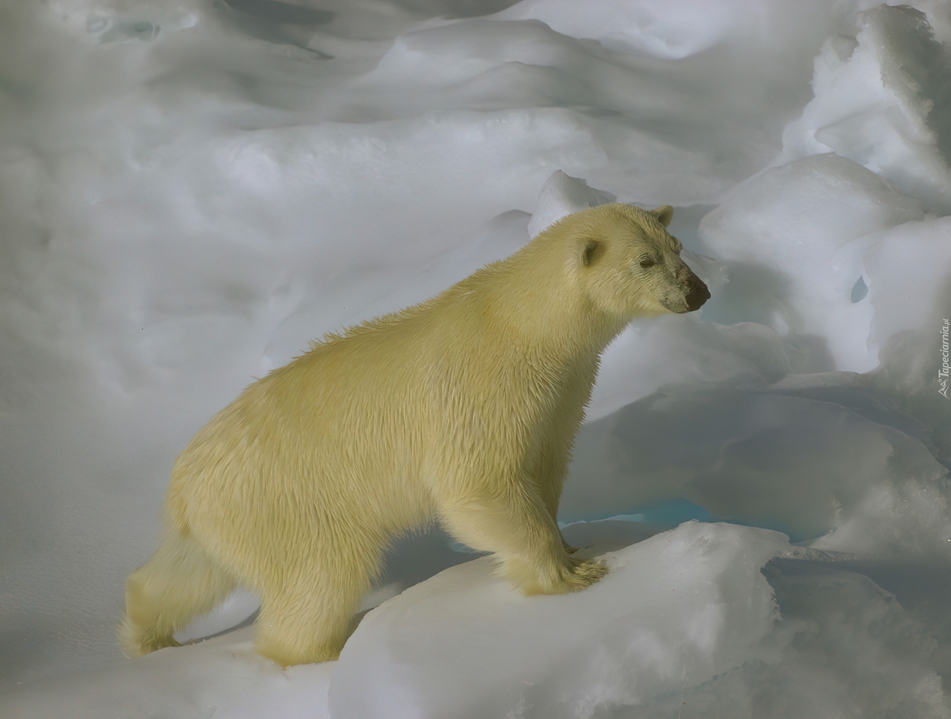 Niedźwiedź, Polarny, Lód