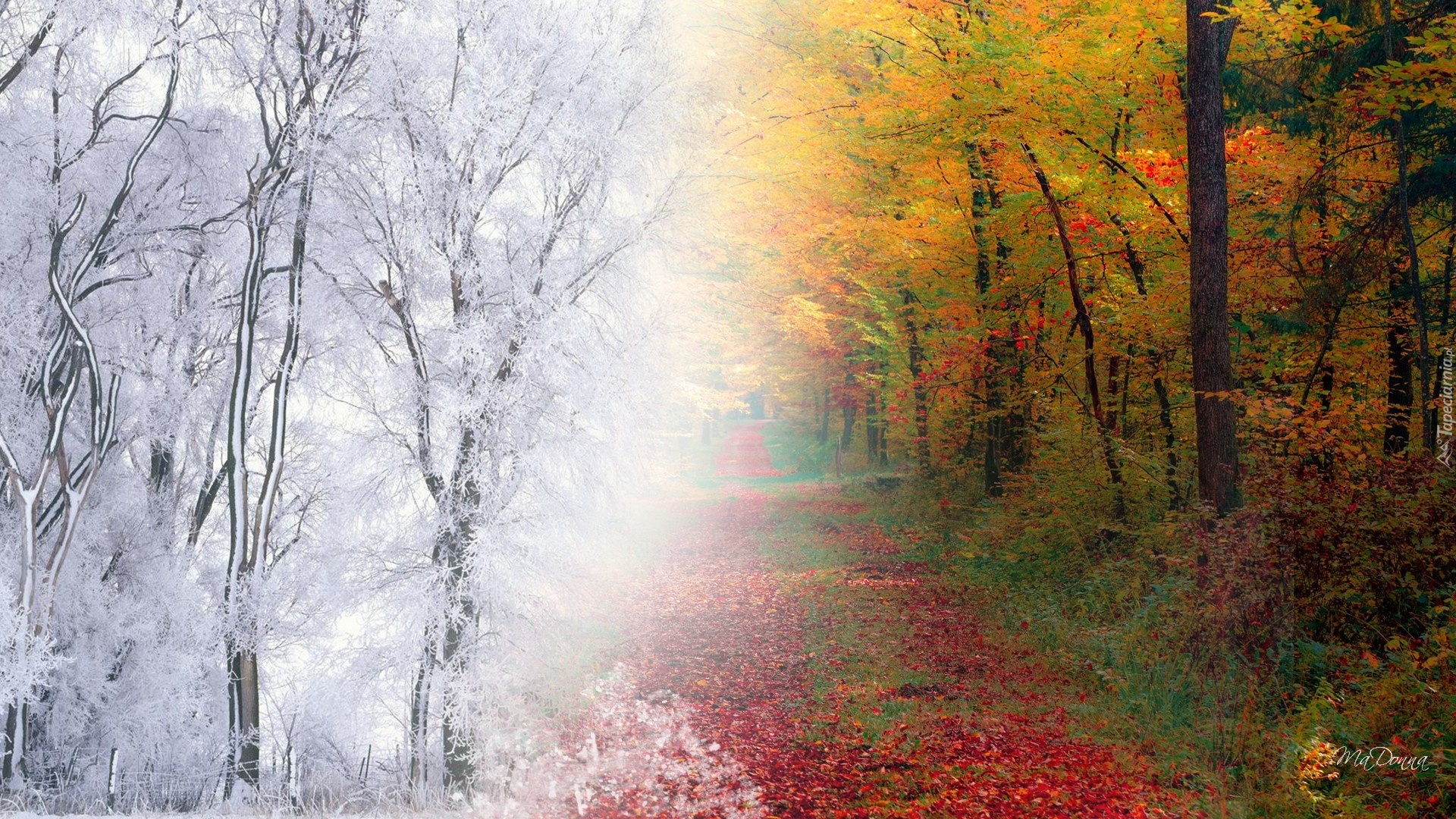 Drzewa, Las, Jesień, Zima