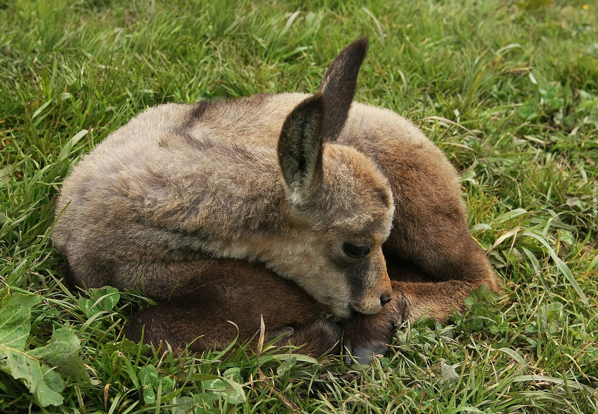 Malutka, Kózka, Trawa