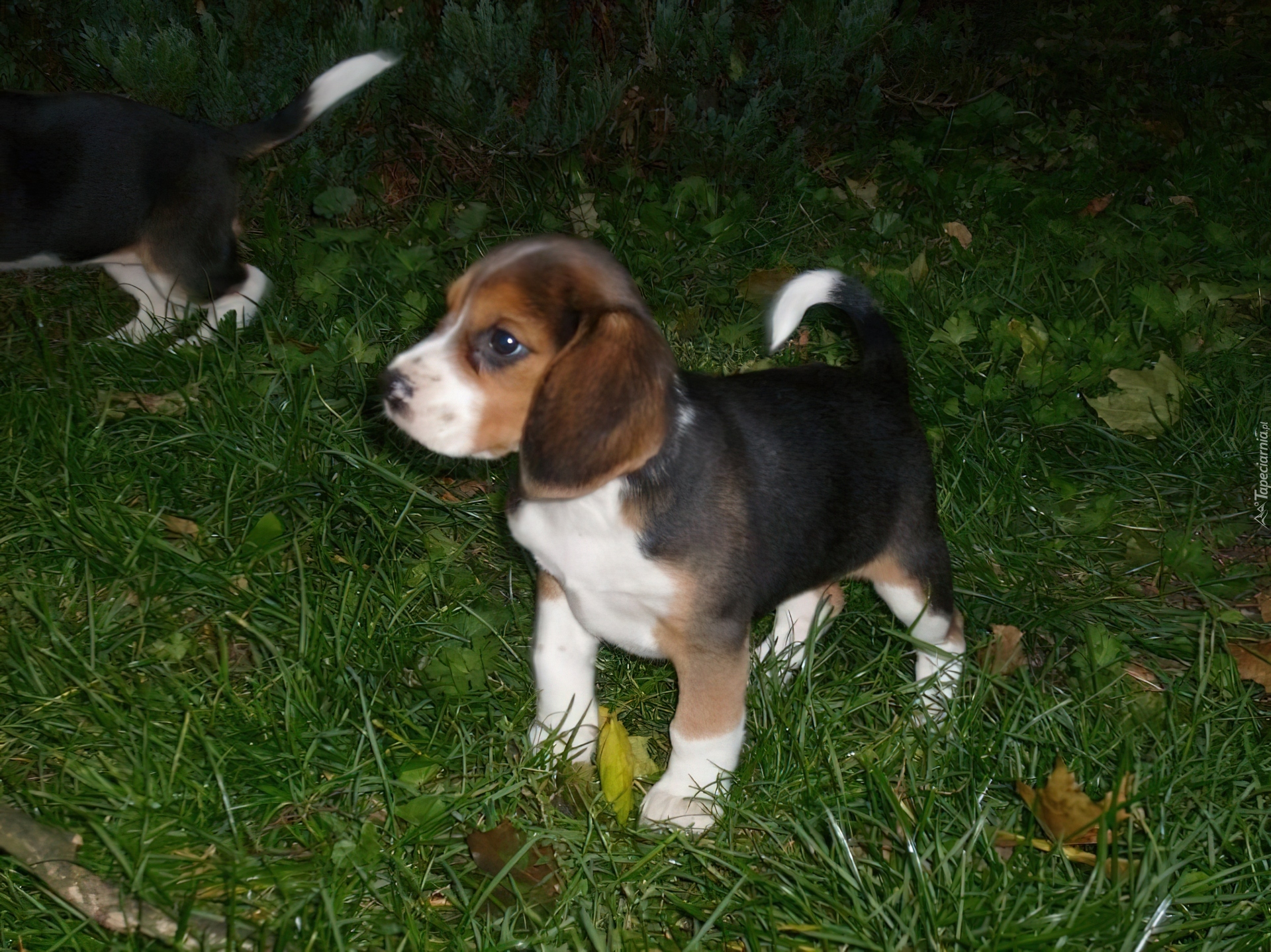 Szczeniaczek, Beagle, Trawa