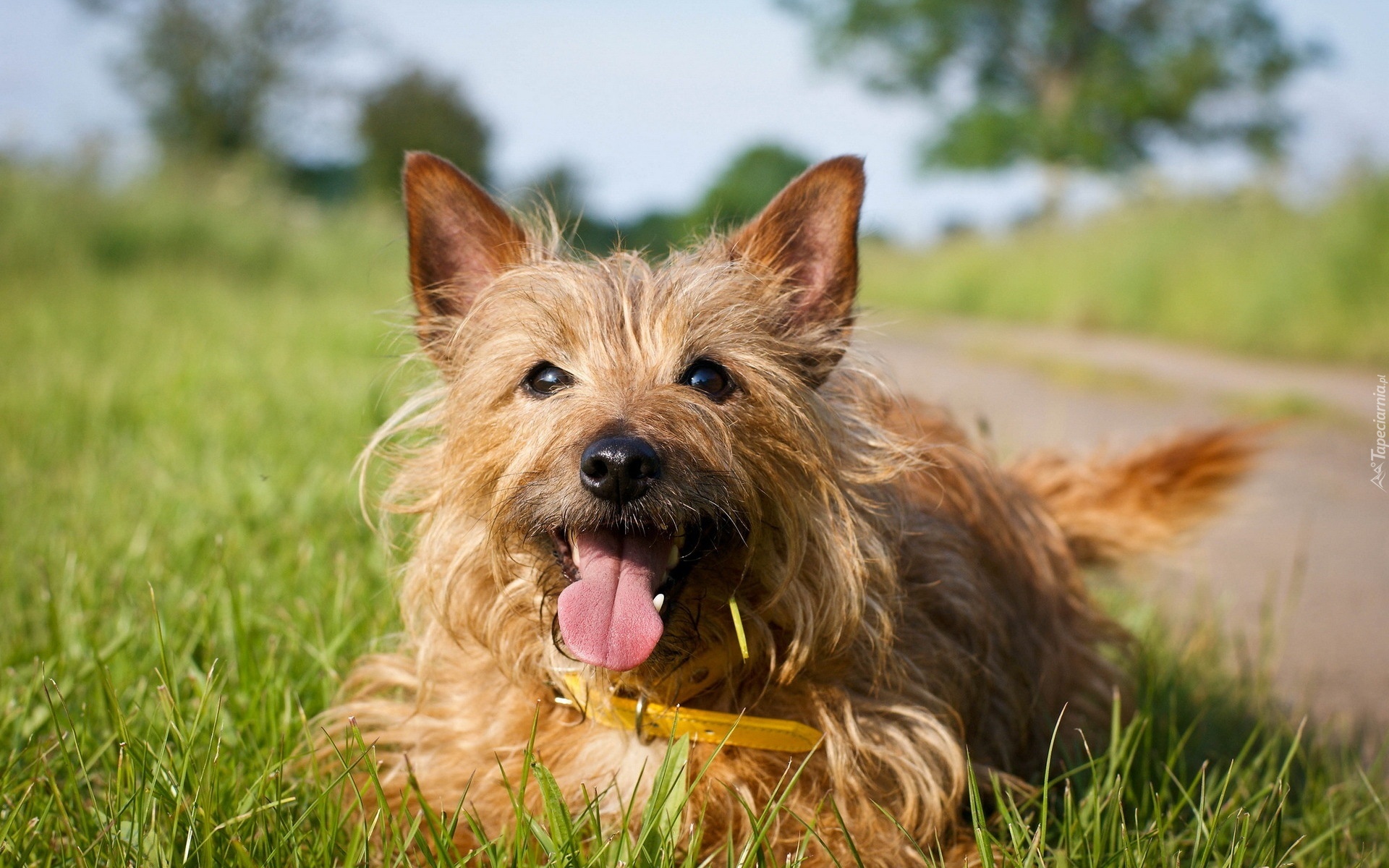 Piesek, Terrier australijski