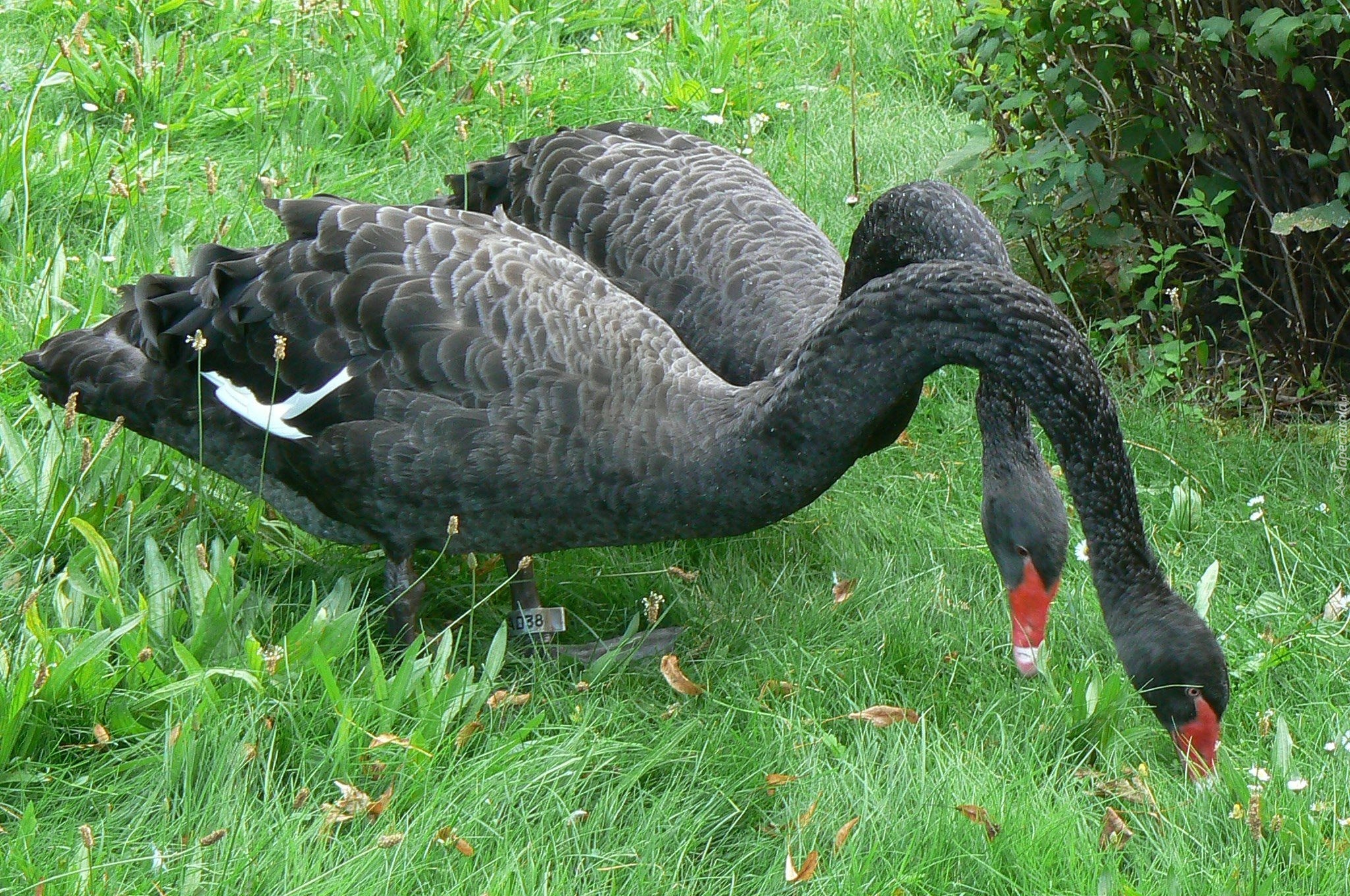 Czarne, Łabędzie, Trawa