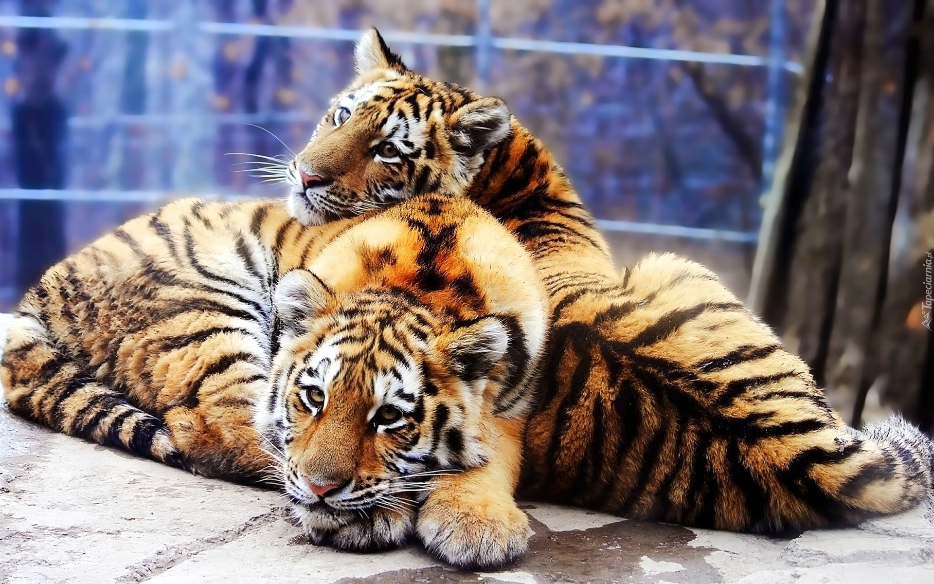 Dwa, Młode, Tygrysy