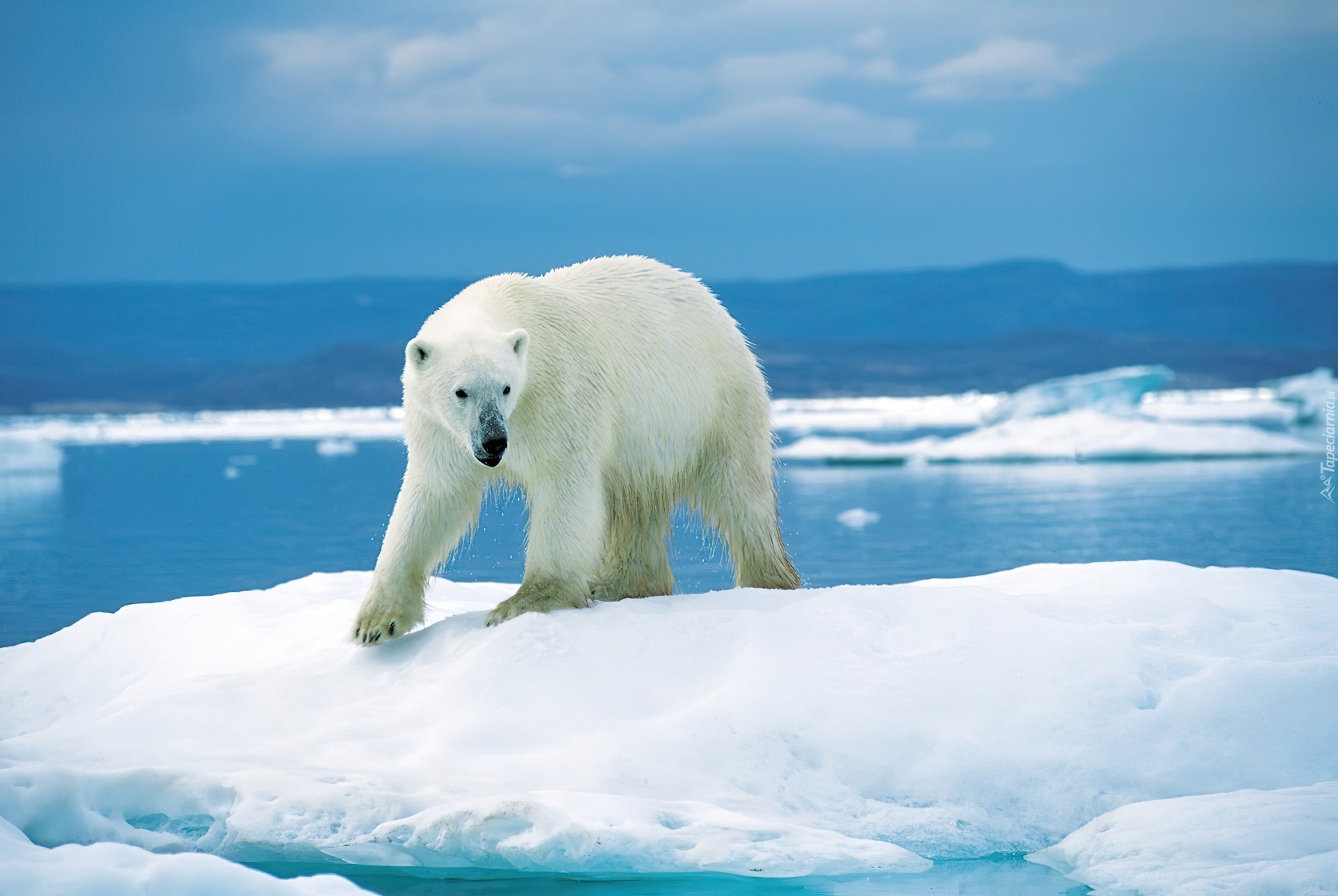 3 полярный мир. Белые медведи в Антарктиде. Белый медведь арктических пустынь. Животные Северного Ледовитого океана белый медведь. Северный Ледовитый океан Полярный медведь.