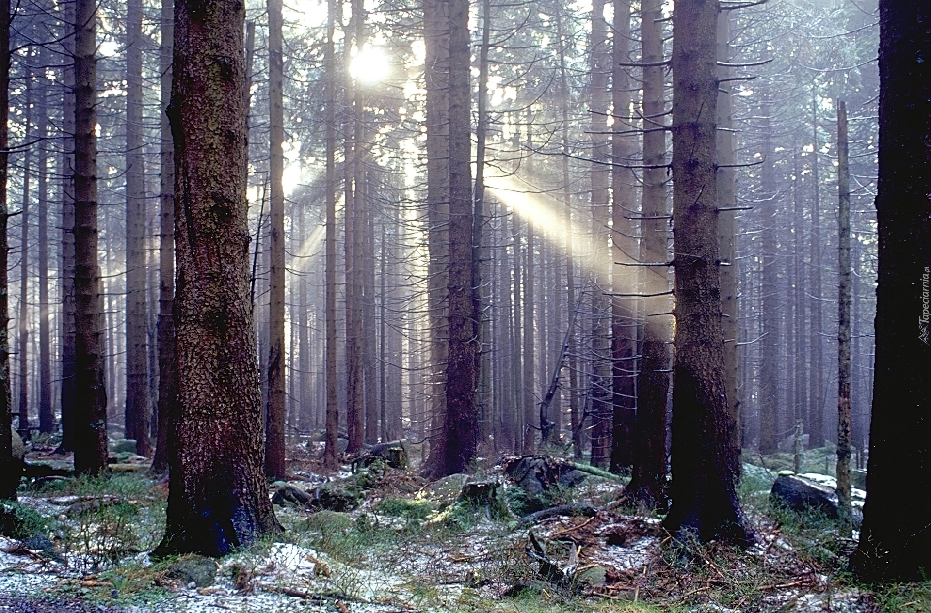 Las, Przebijające, Światło