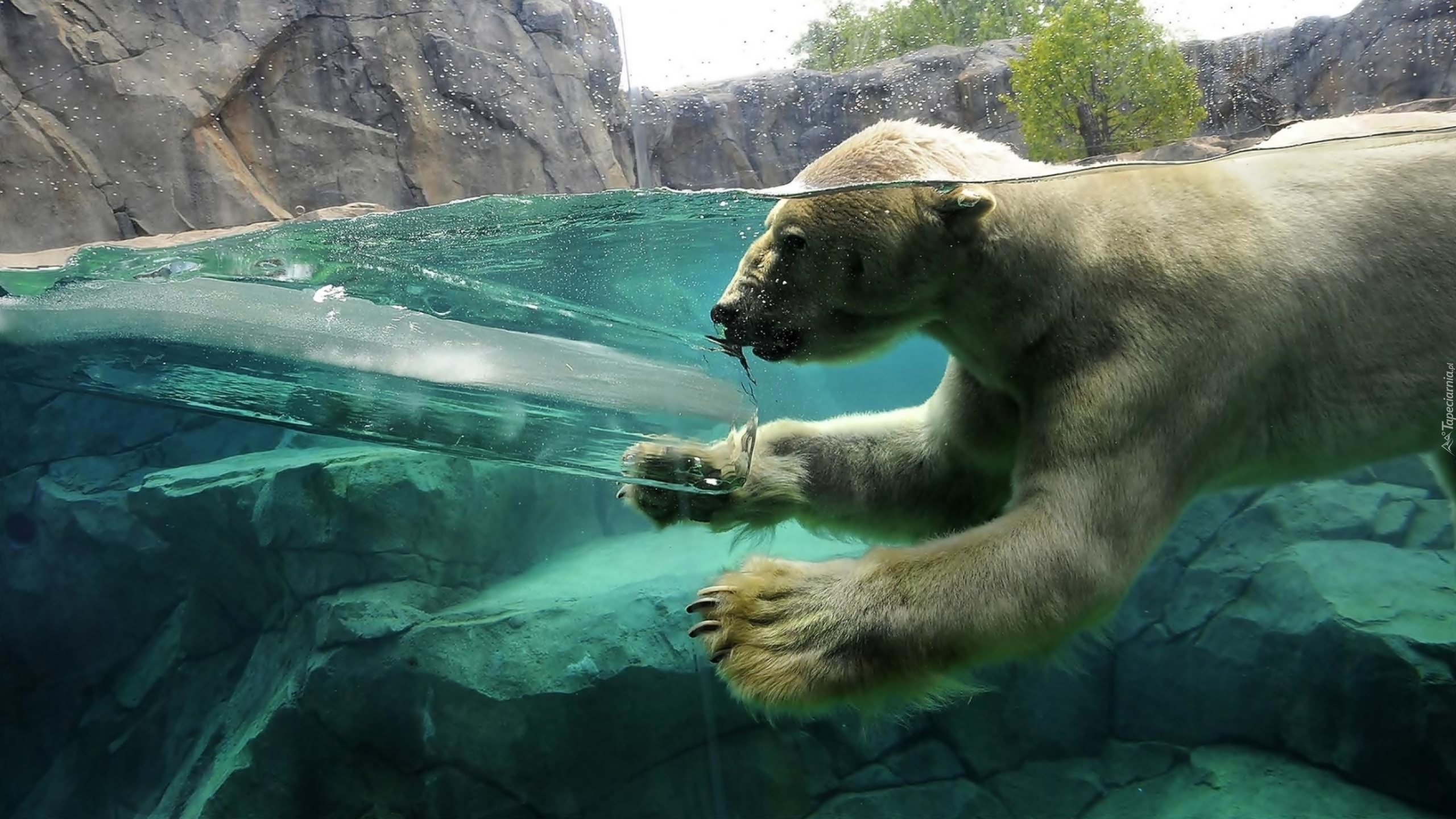 Niedźwiedź, Polarny, Woda, Skały