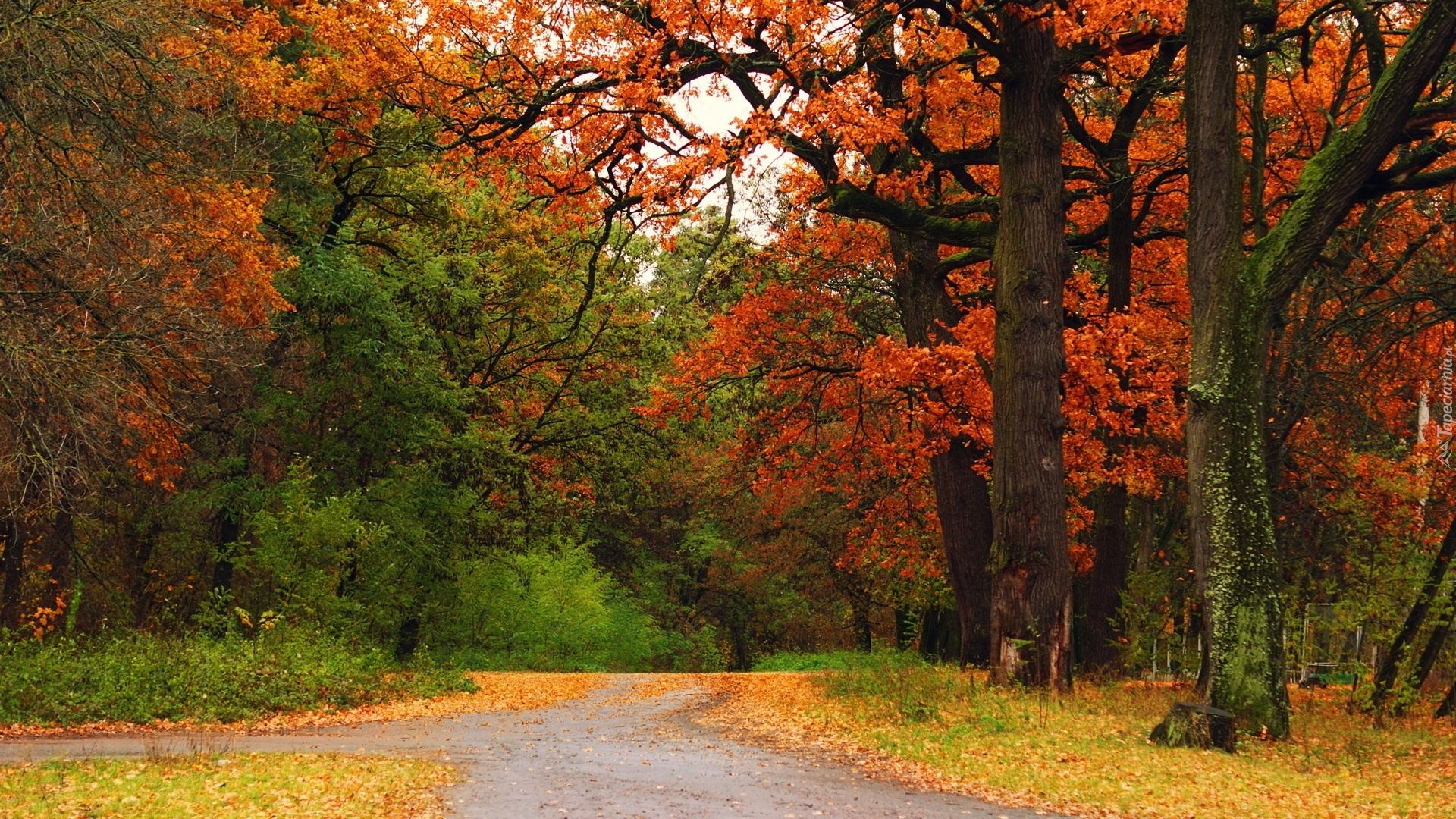 Jesień, Park, Drzewa, Alejki