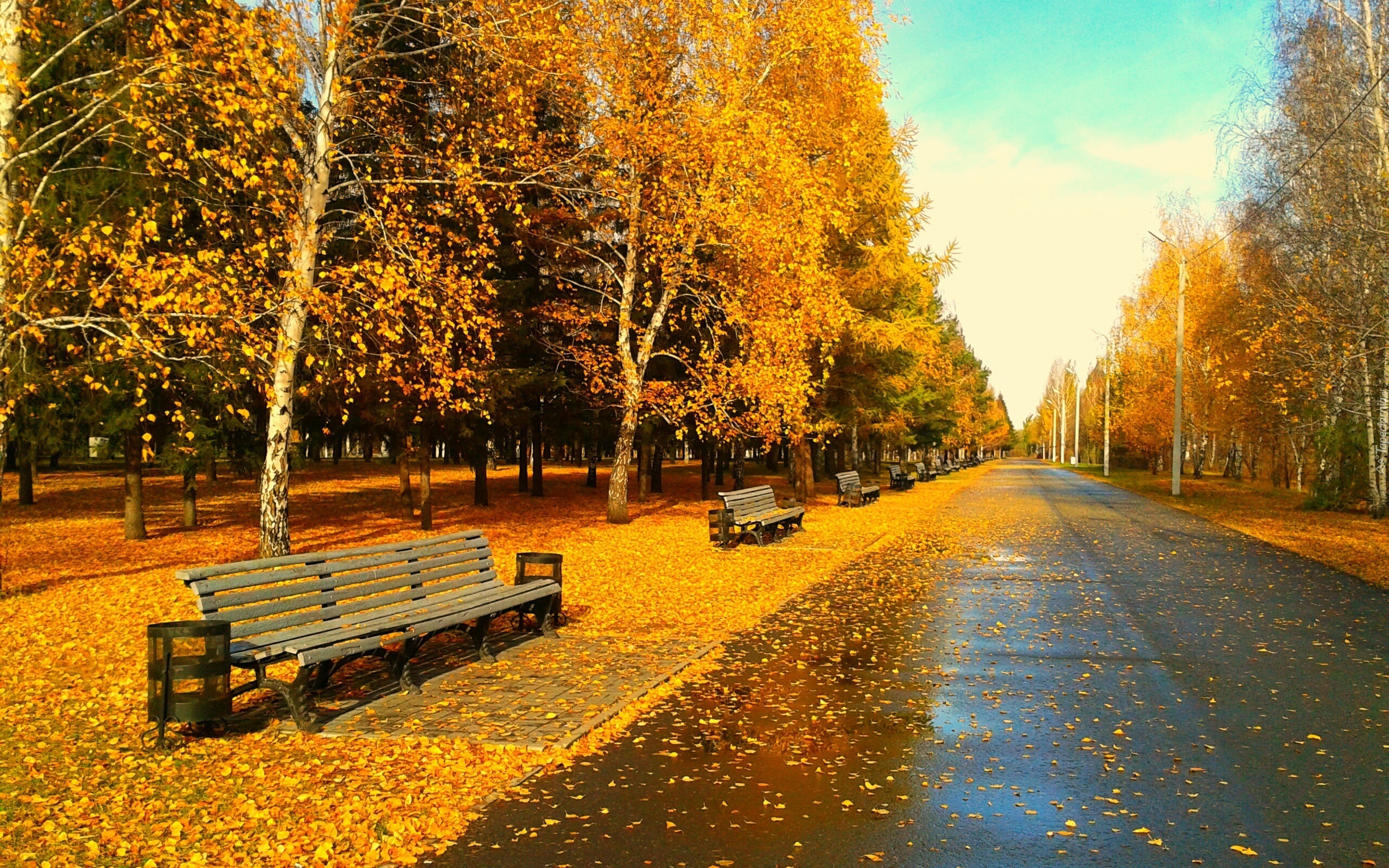 Park, Drzewa, Liście, Jesień