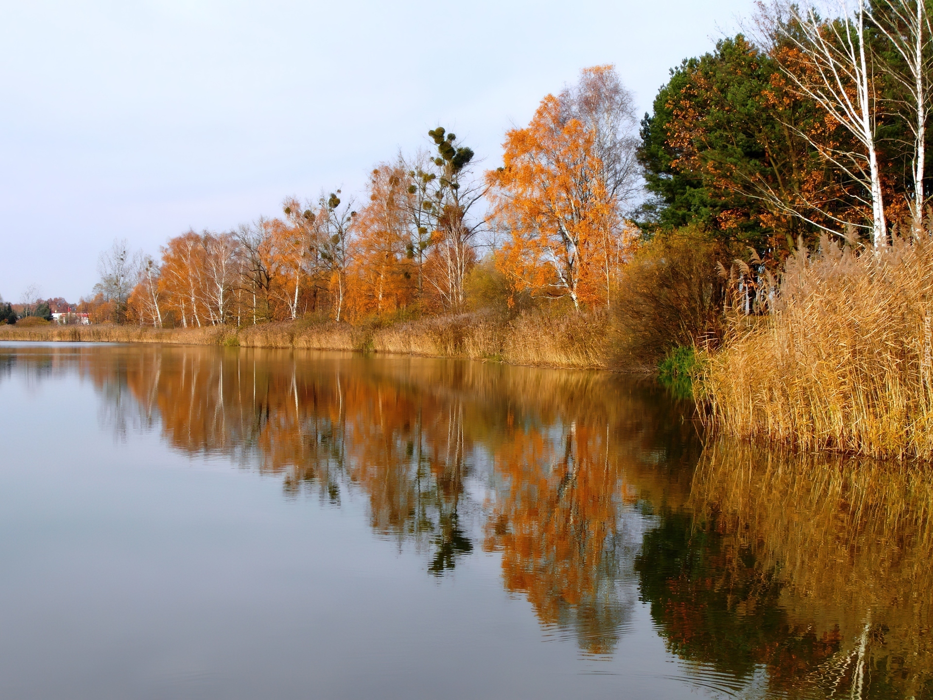 Jesień, Drzewa, Rzeka