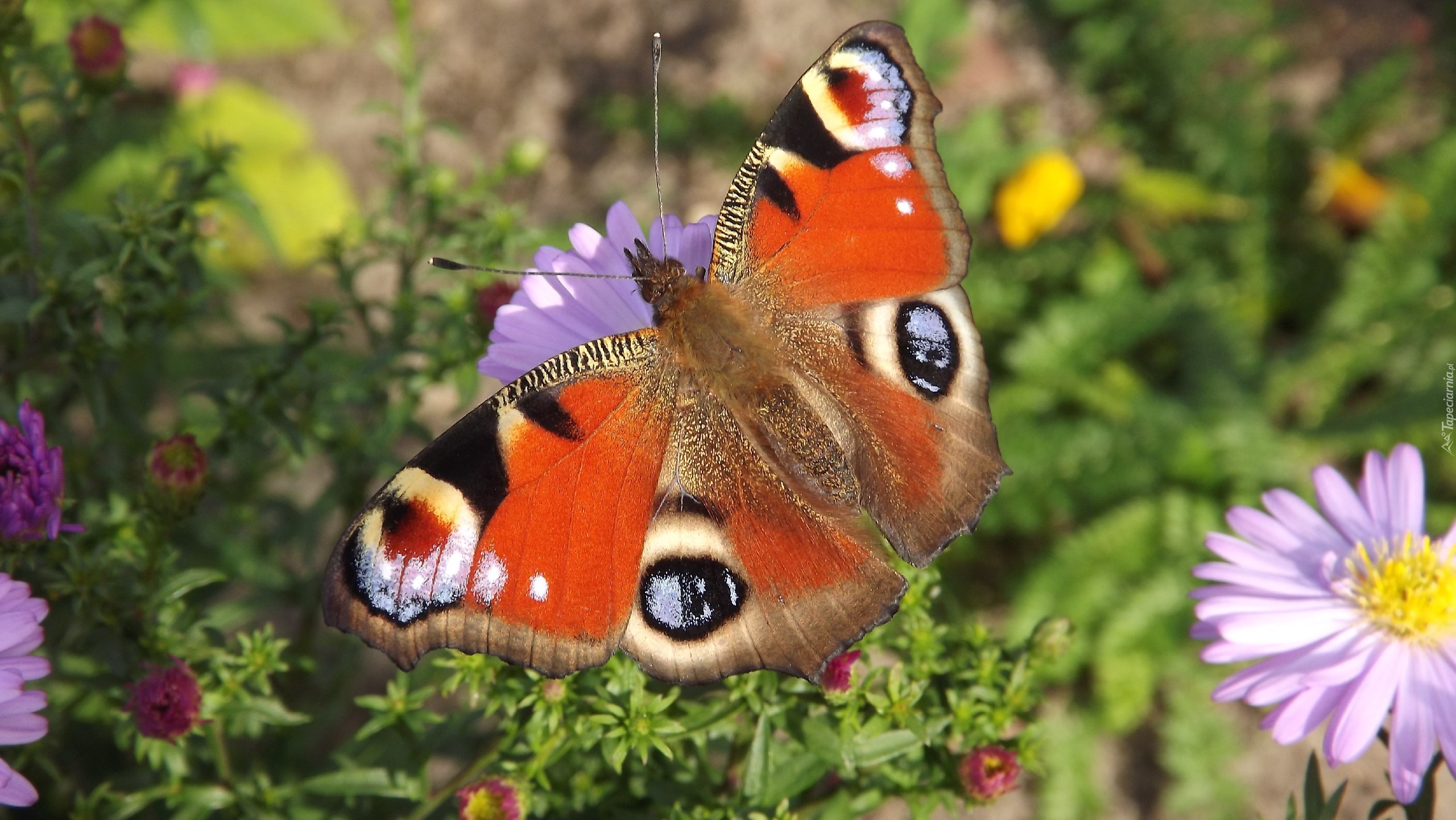 Motyl, Rusałka Pawik, Fioletowy, Aster