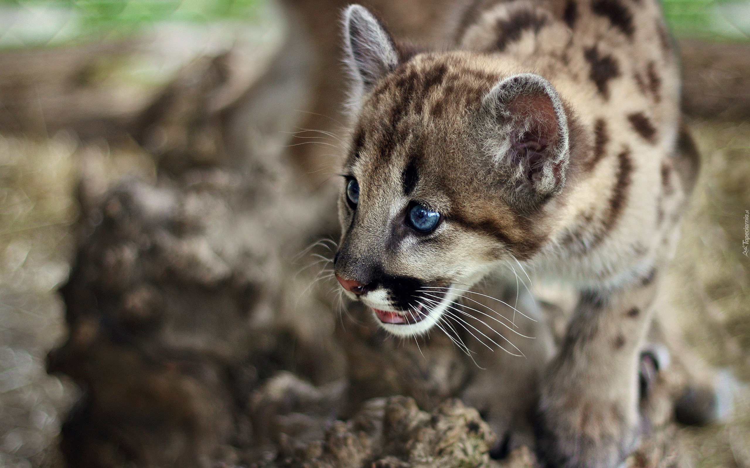 Mała, Puma, Niebieskie, Oczy