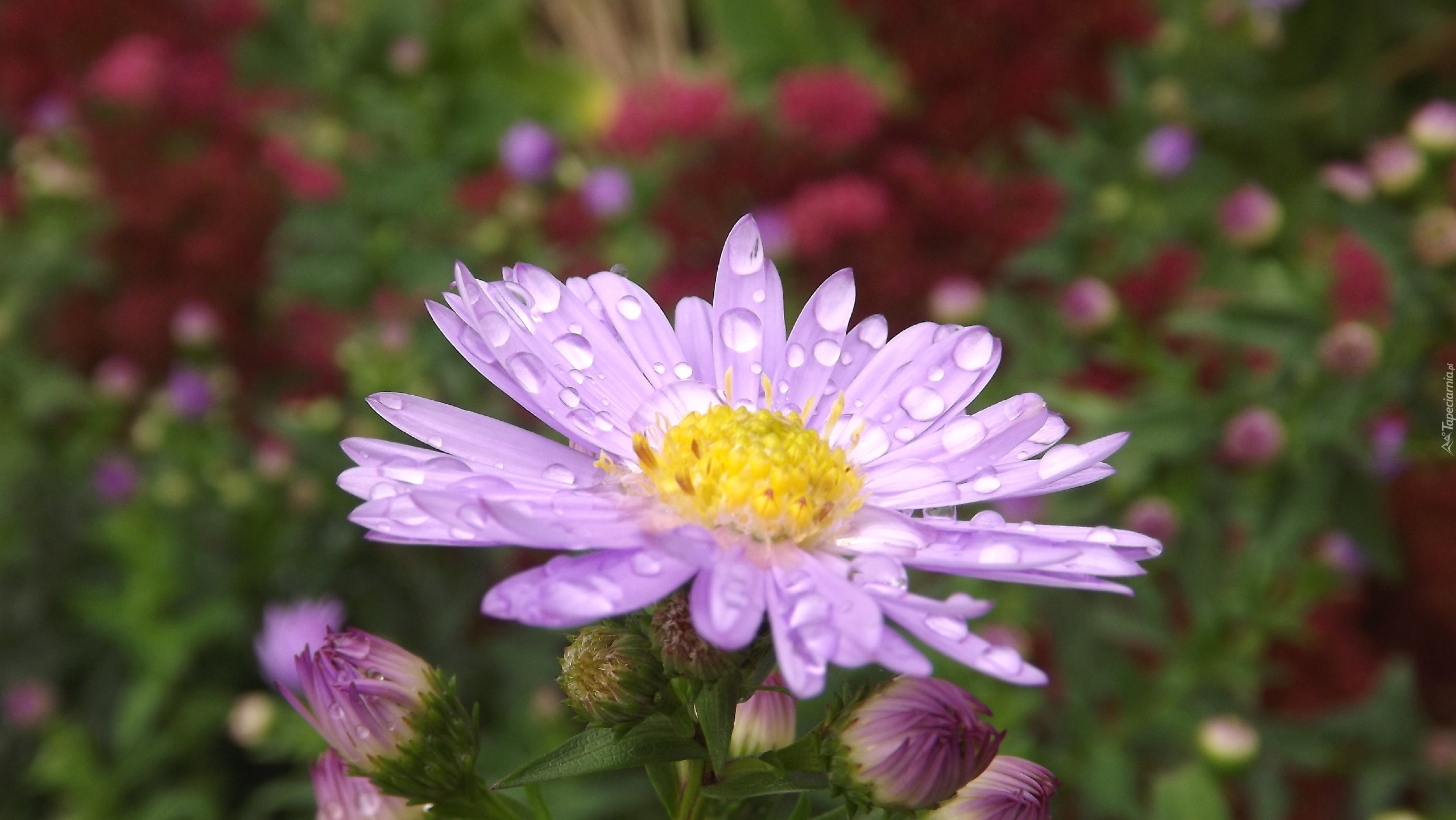 Aster, Fioletowy, Kropelki, Rosy