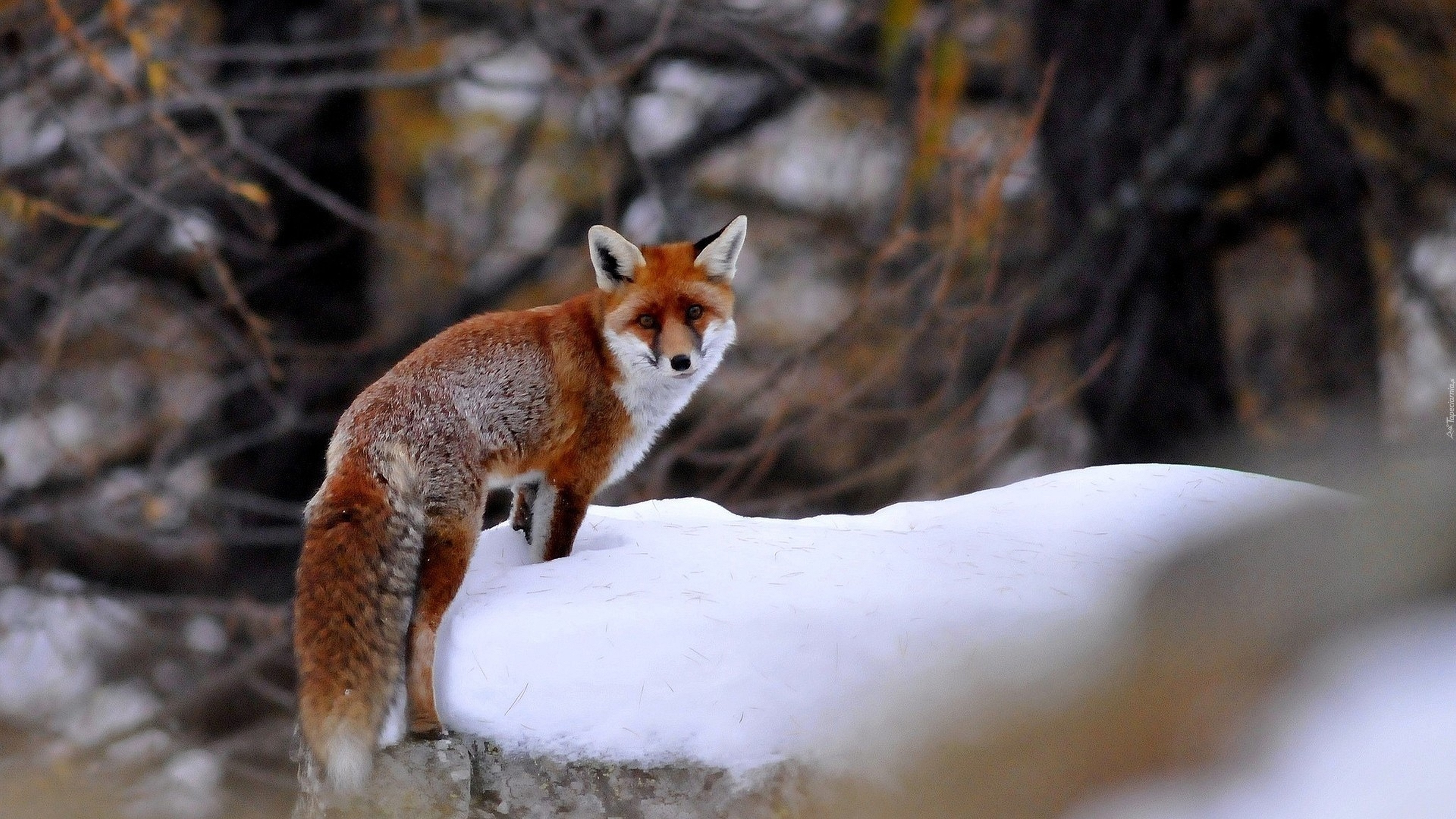 природа животные лиса снег зима nature animals Fox snow winter скачать