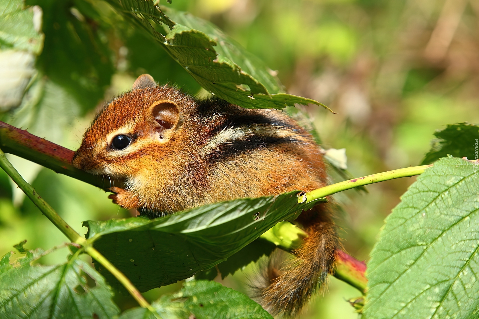 Malutka, Wiewiórka, Chipmunk, Liście