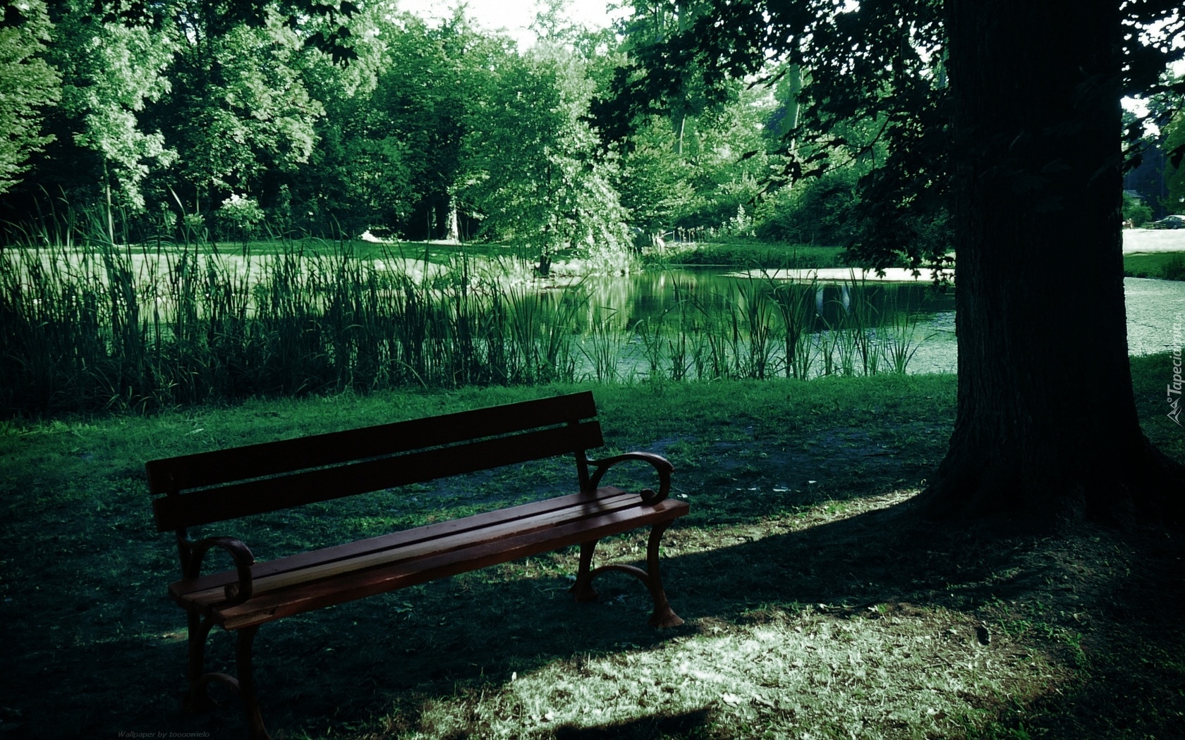 Park, Ławka, Staw, Drzewa