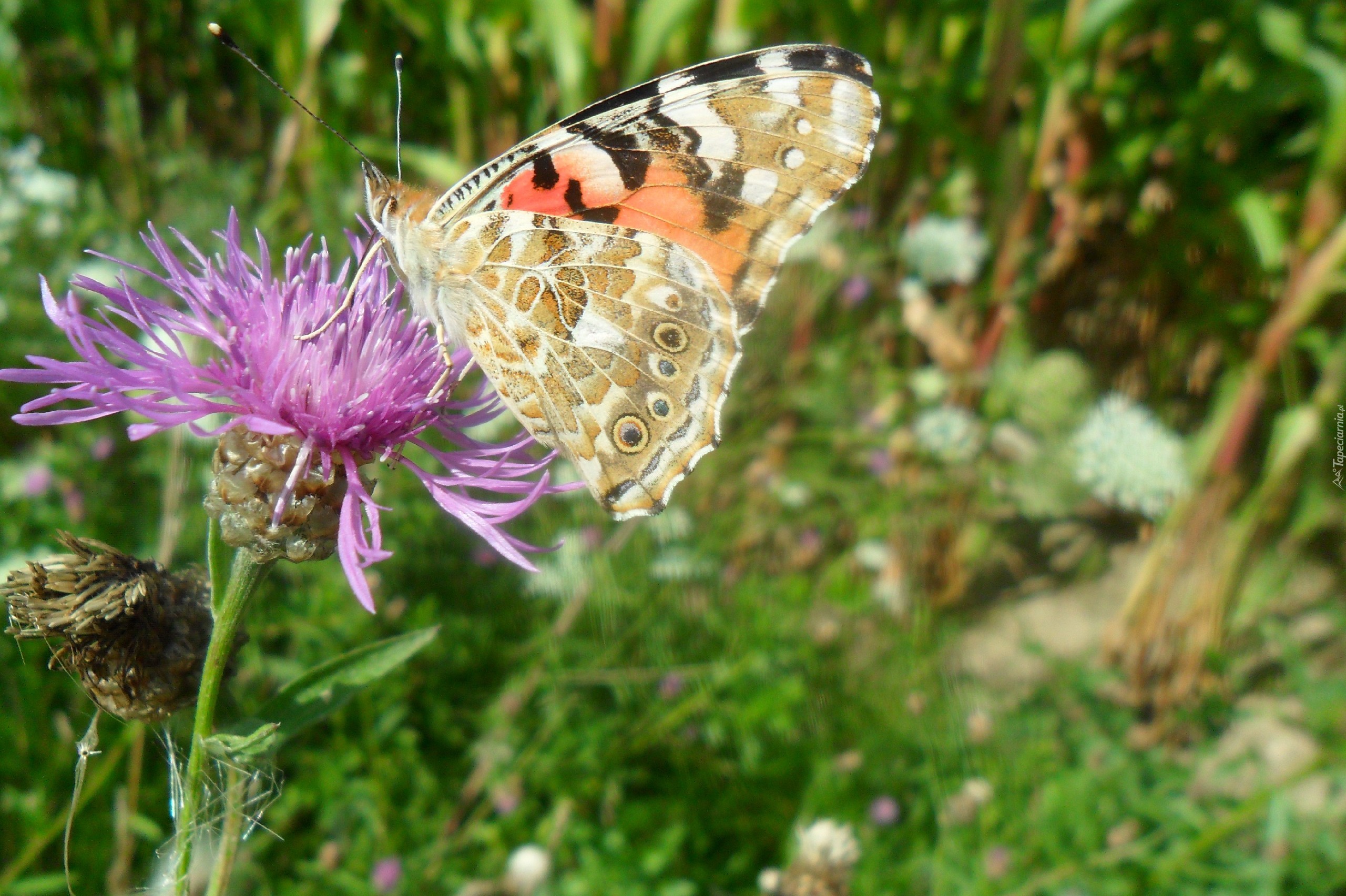 Motyl, Rusałka, Na, Oście