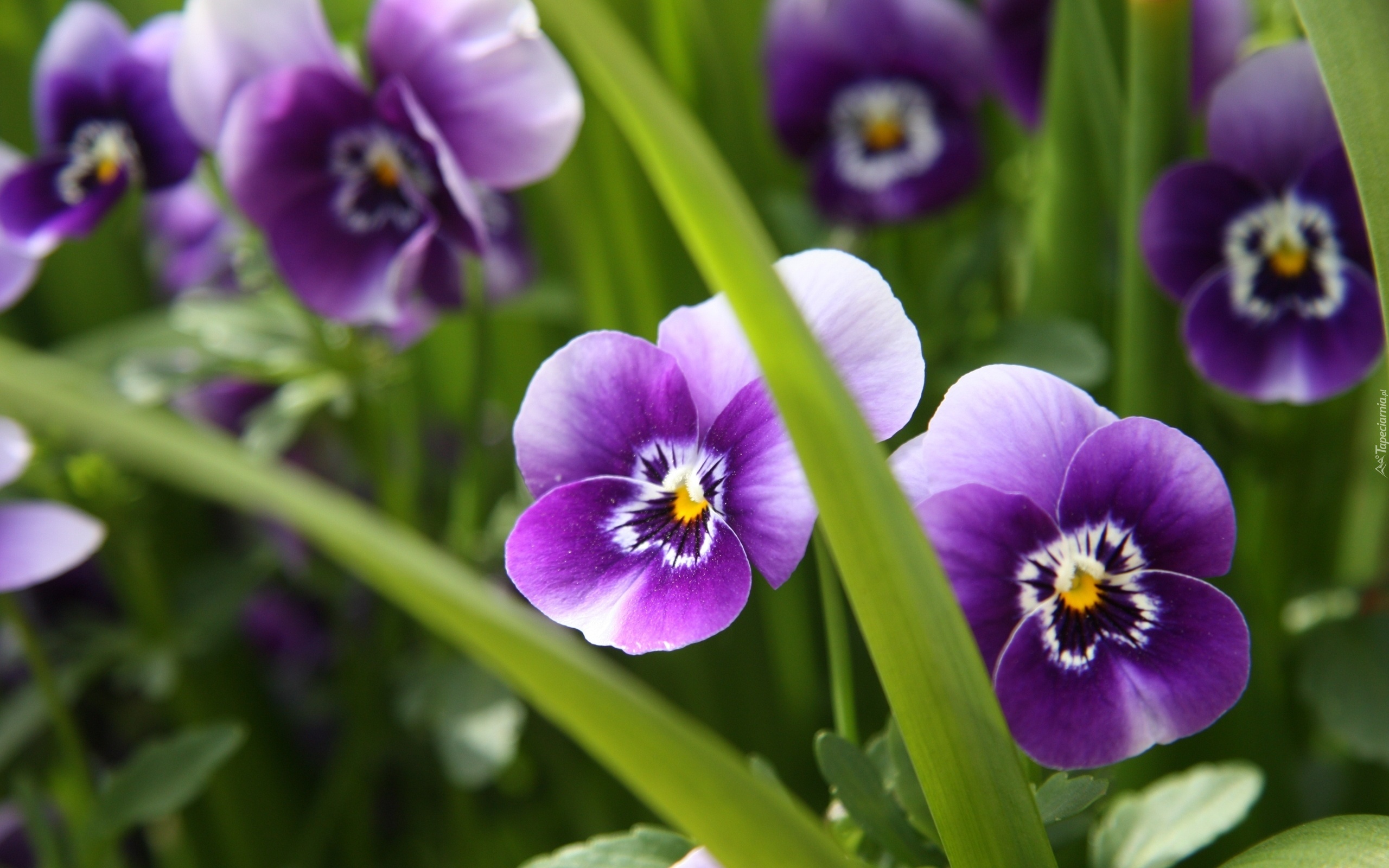 Purpurowe, Bratki, Liście