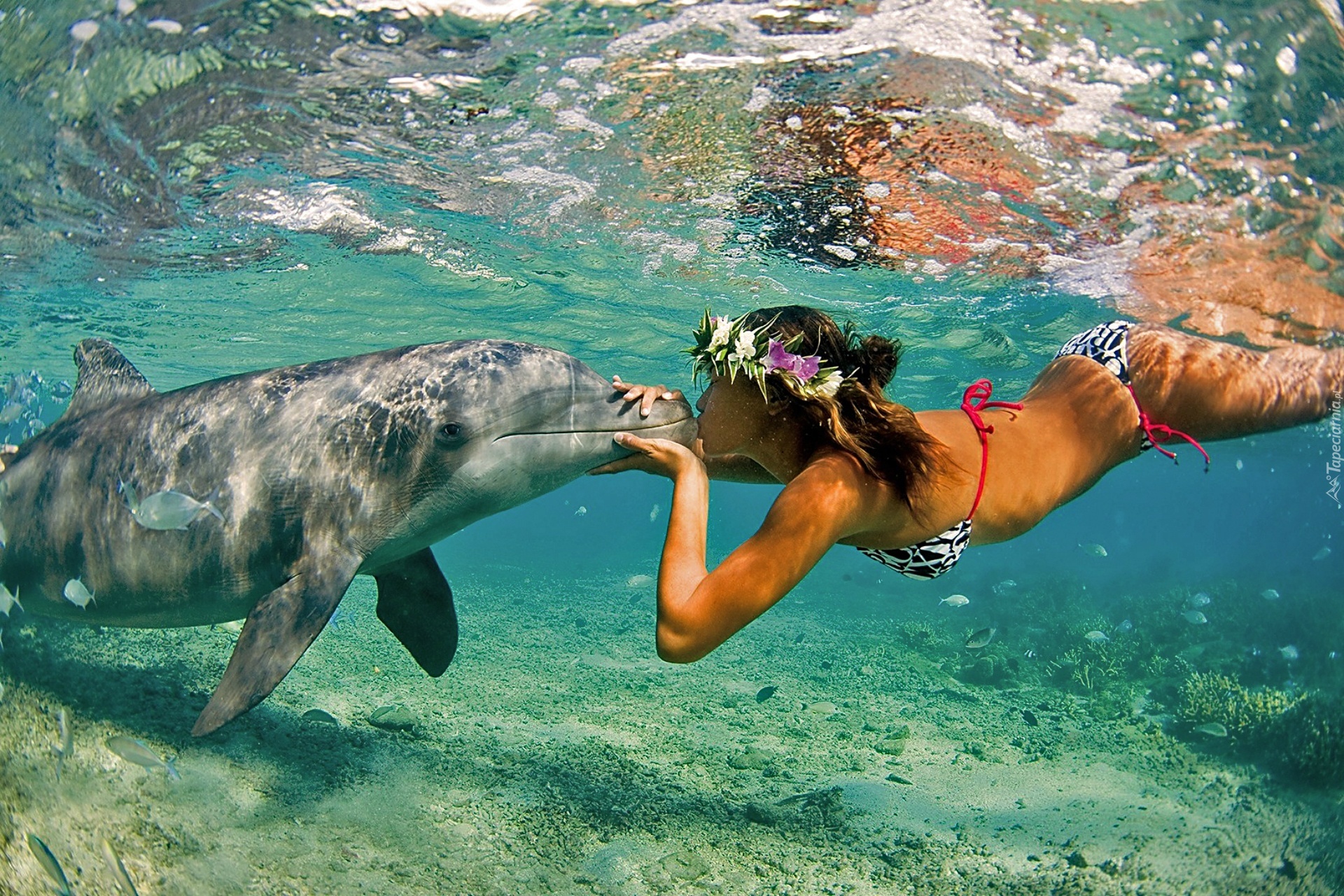 Delfin, Kobieta, Oceanarium
