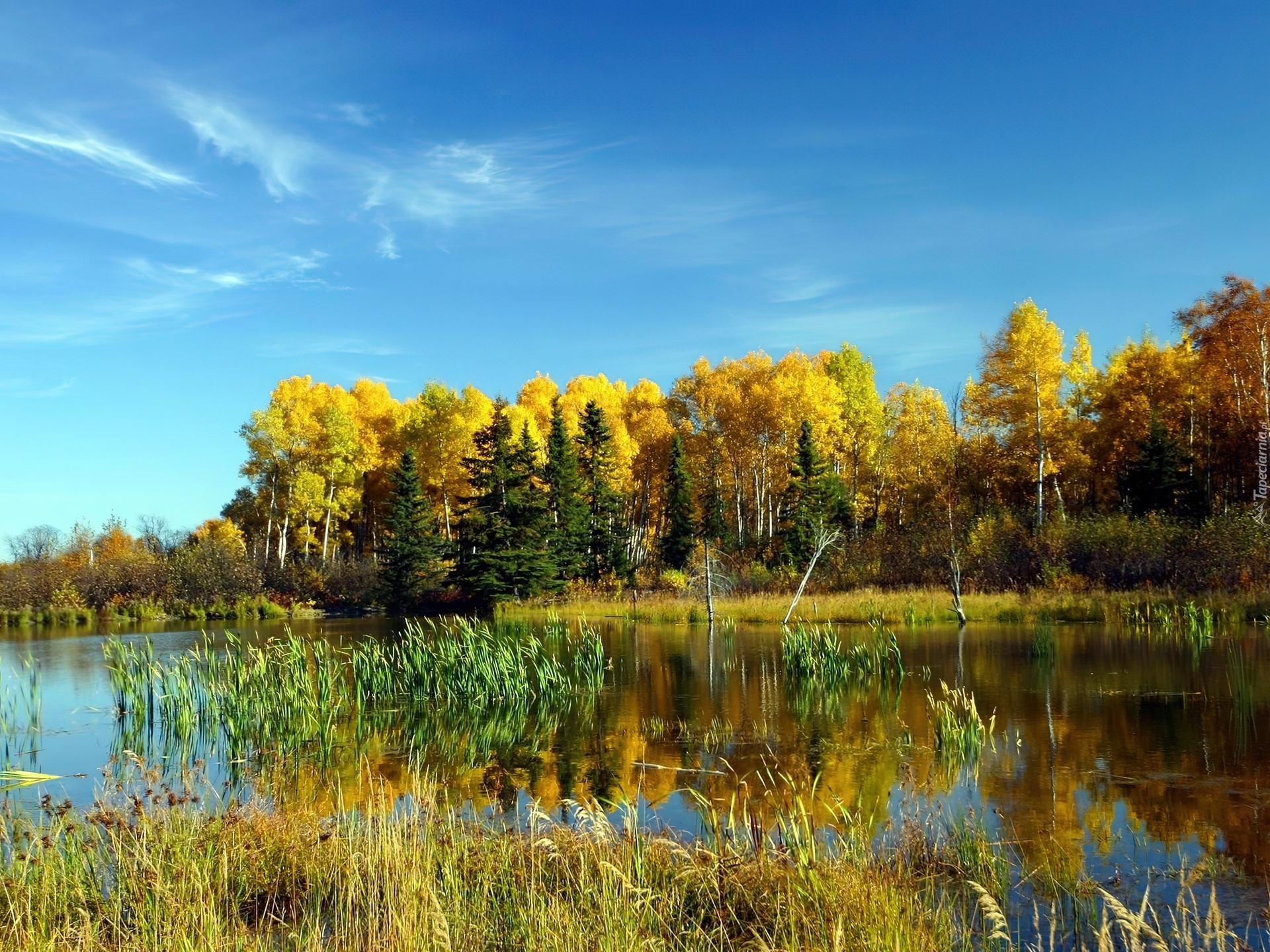 Jezioro, Szuwary, Las, Jesień