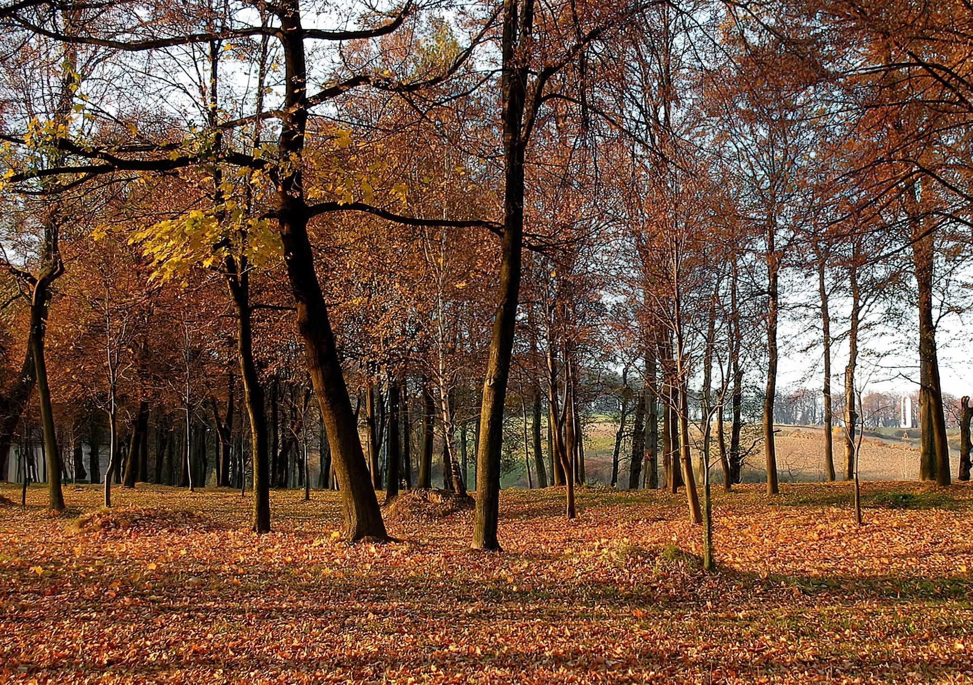 Jesień, Park, Drzewa, Liście