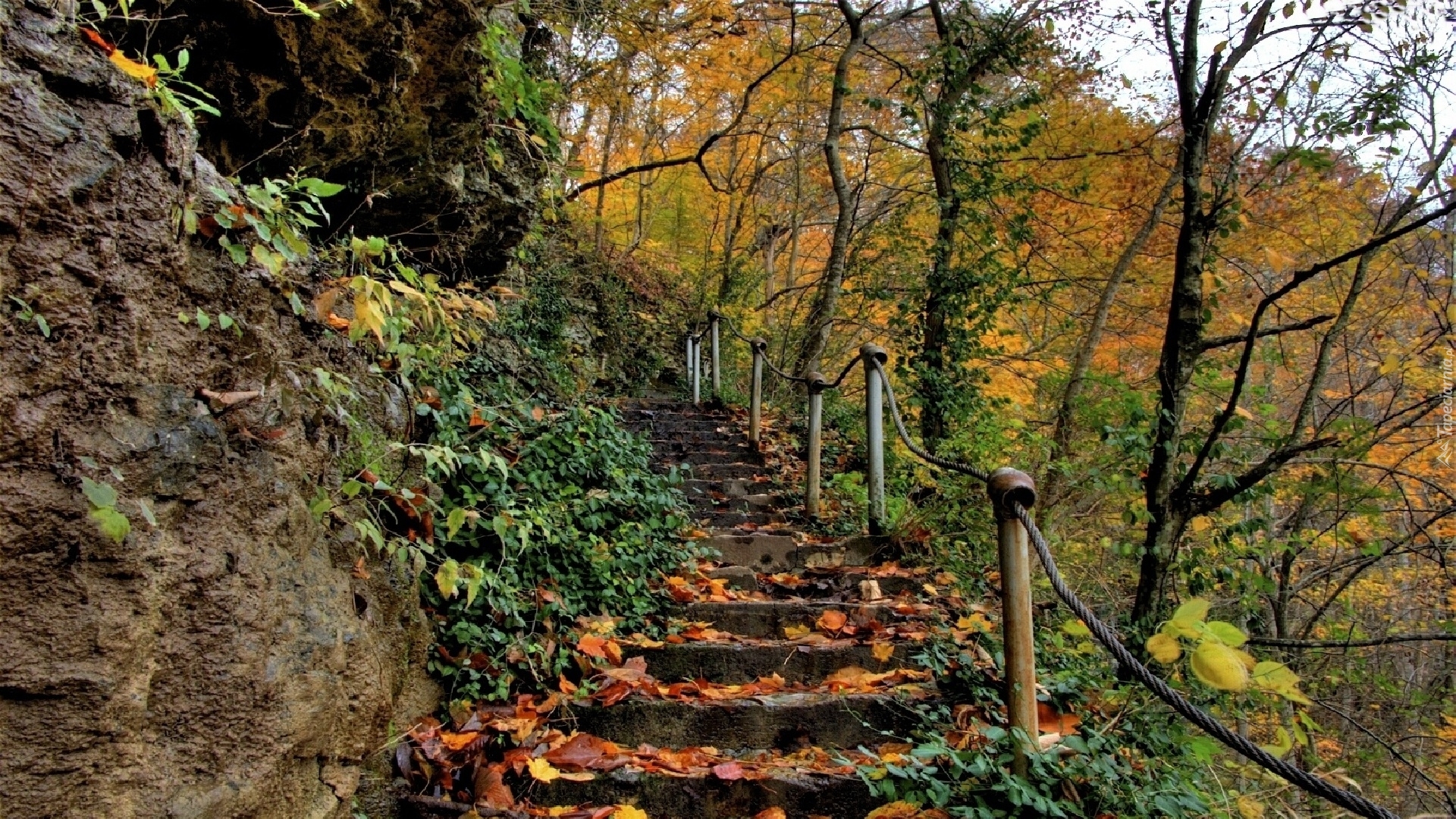 Сходи в лес. Лестница в лесу. Каменная лестница в горах. Лестница вверх природа. Лестница вверх лес.