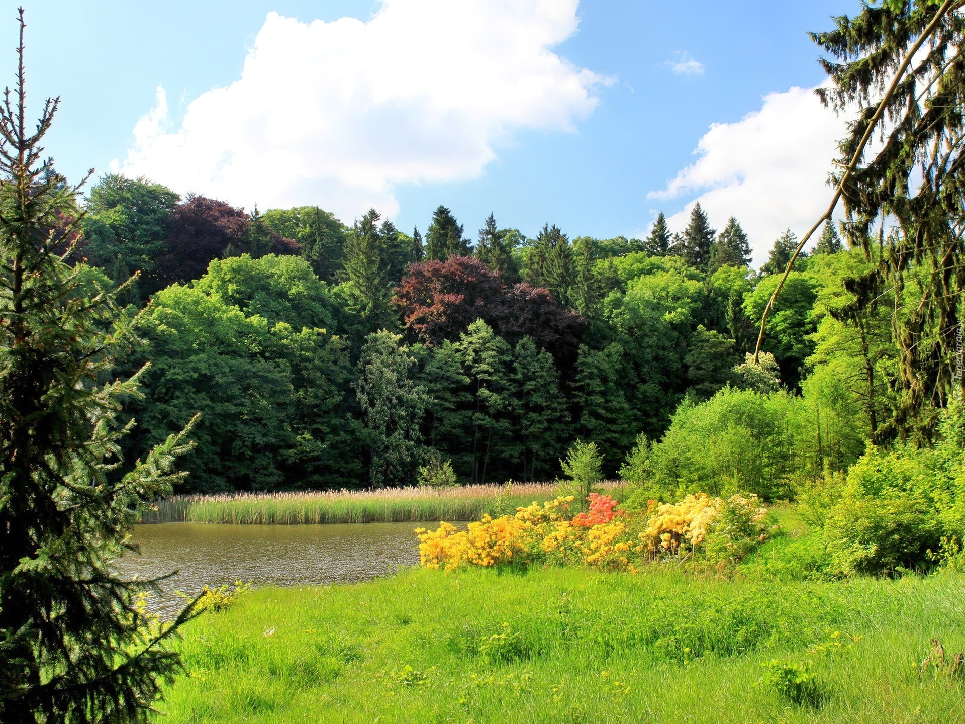 Las, Jezioro, Szuwary, Polana