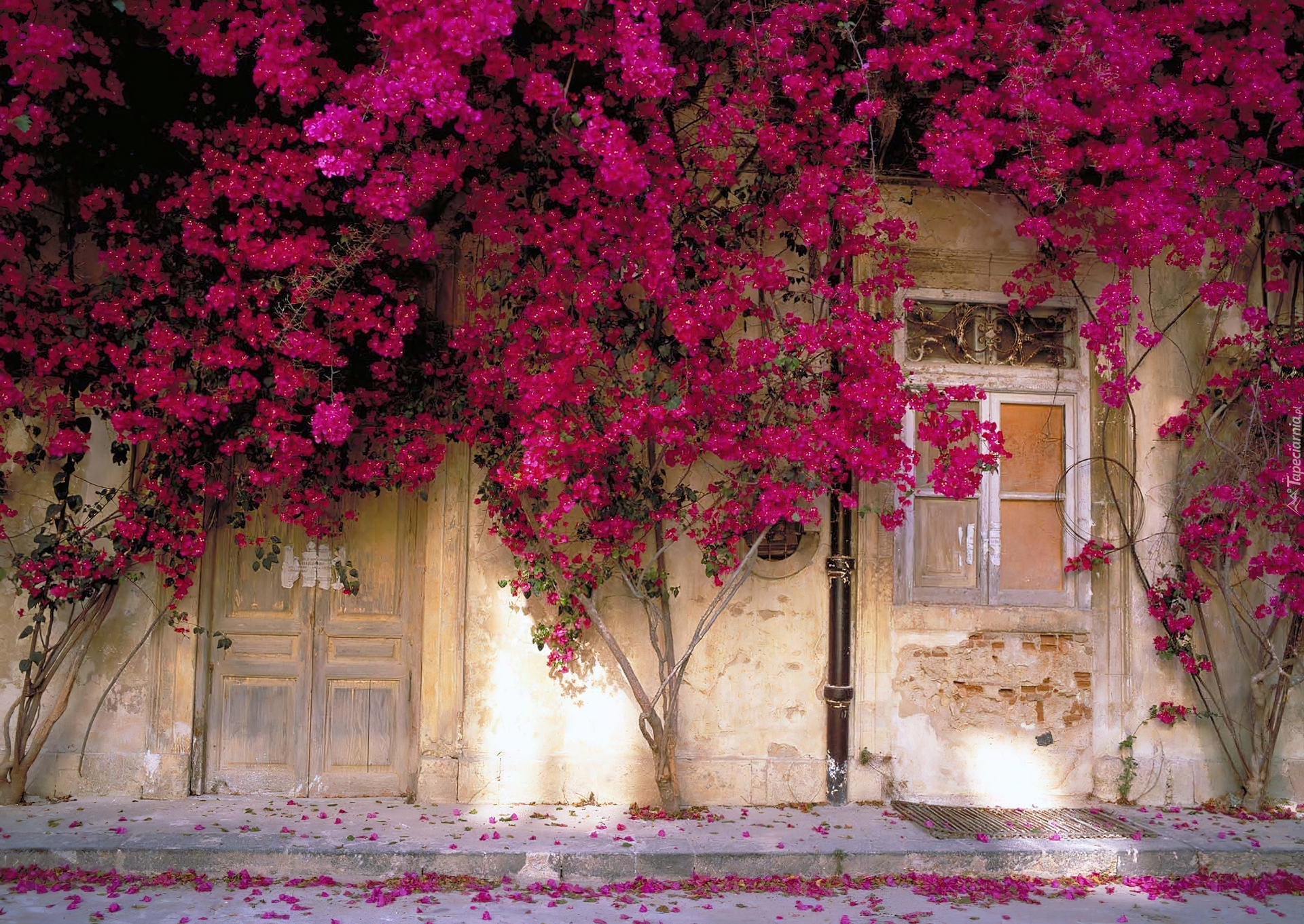 Ściana, Domu, Pokryta, Kwiatami