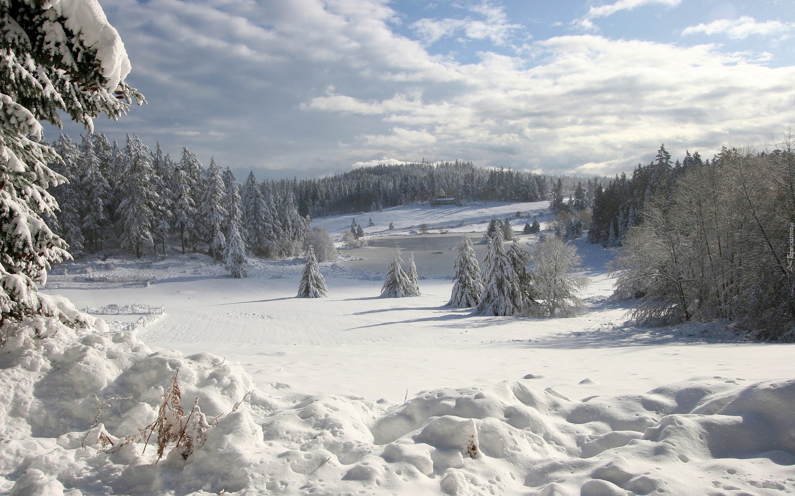 Zima, Drzewa, Śnieg