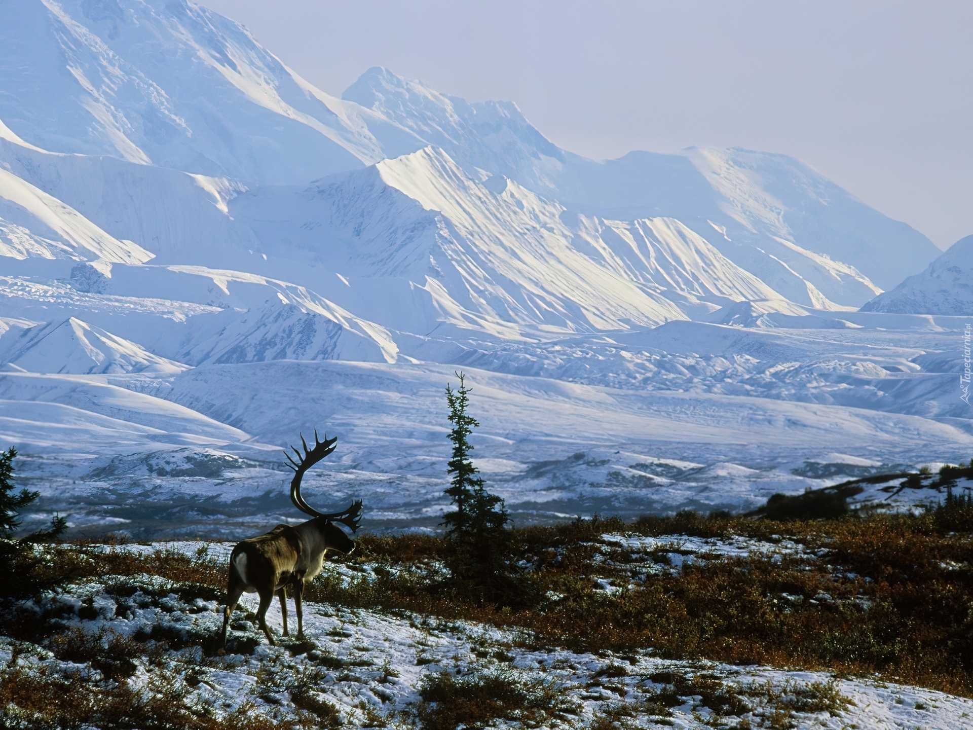 Renifer, Ośnieżone, Góry, Zima, Alaska