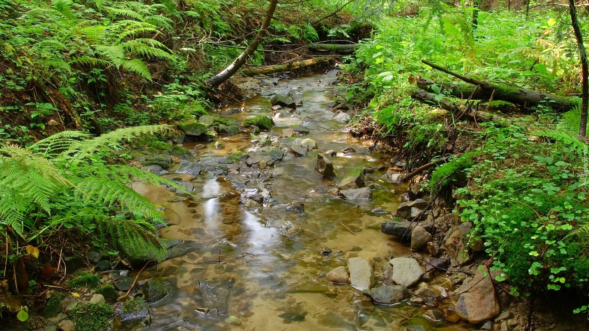 Rzeka, Kamienie, Krzewy