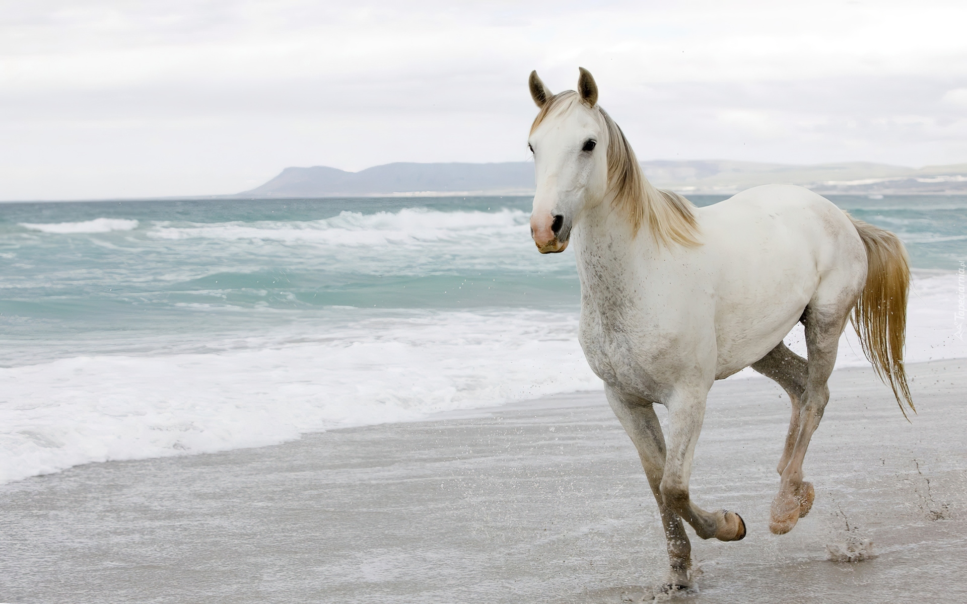 Koń, Plaża, Fale