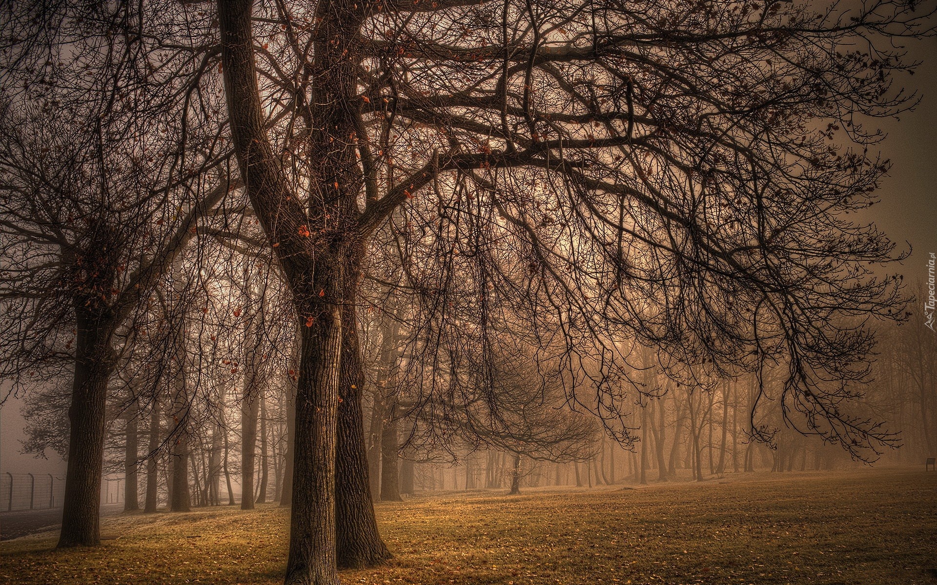 Park, Drzewa, Liście, Mgła, Jesień