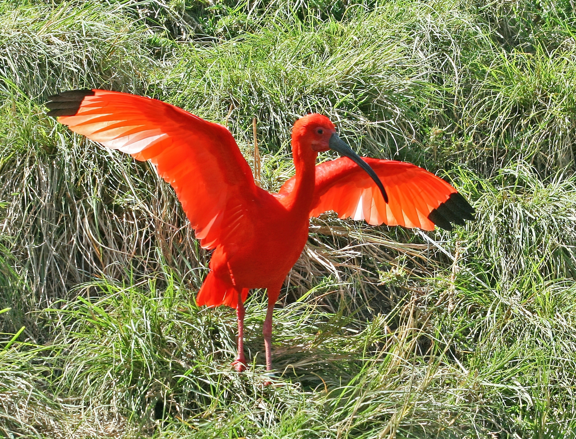 Ibis, Rozłożone, Skrzydła, Trawa