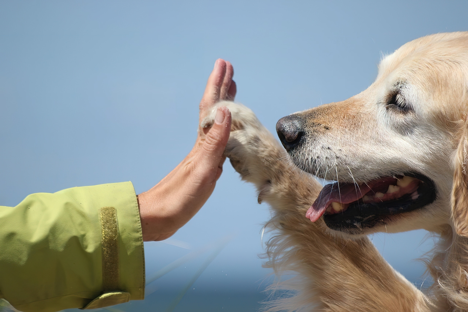 Piesek, Golden Retriever, Łapa, Ręka