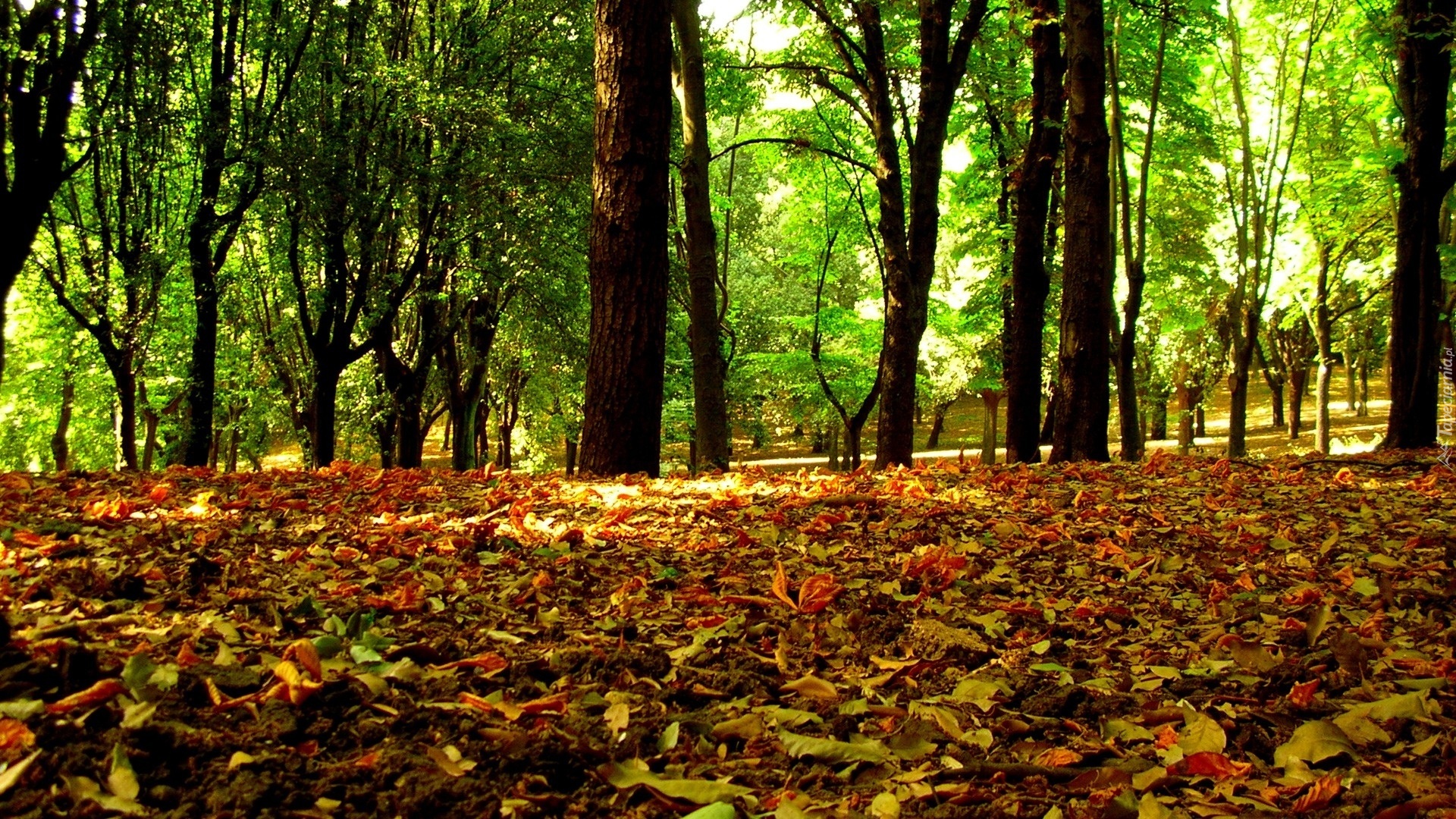 Kolorowe, liście, Jesieni, Zielone, Drzewa, Park