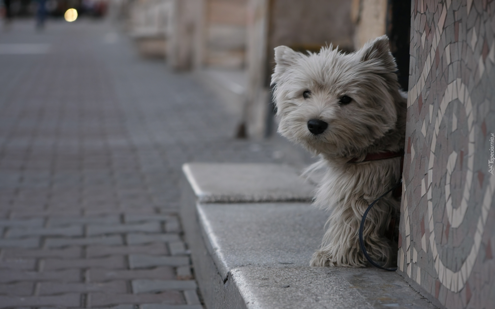 West Highland White Terrier