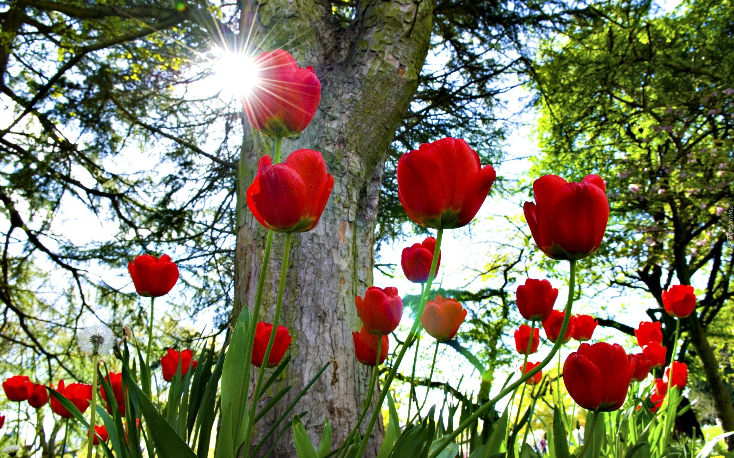 Tulipany, Drzewo, Promienie, Słońca