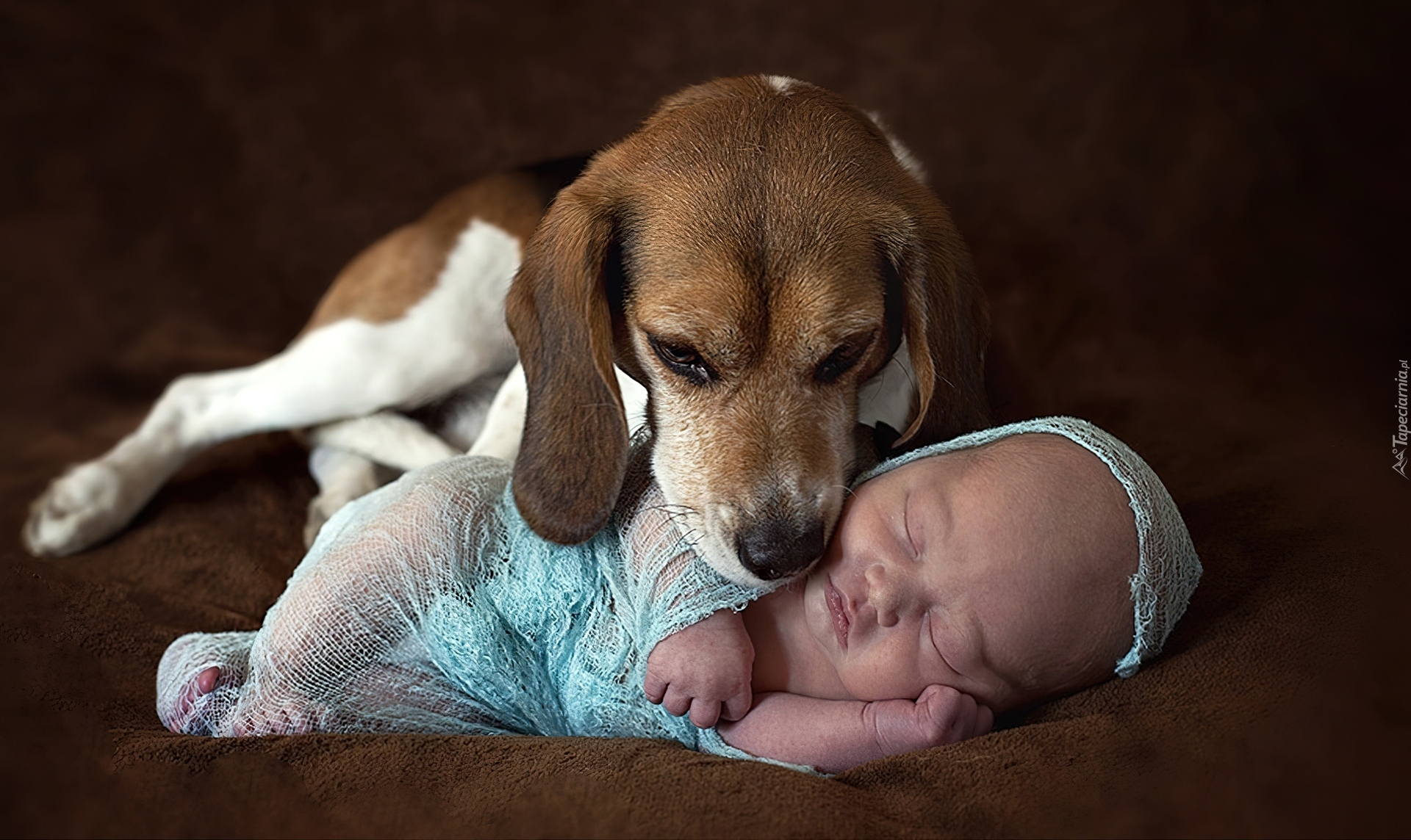 Niemowlę, Pies, Beagle