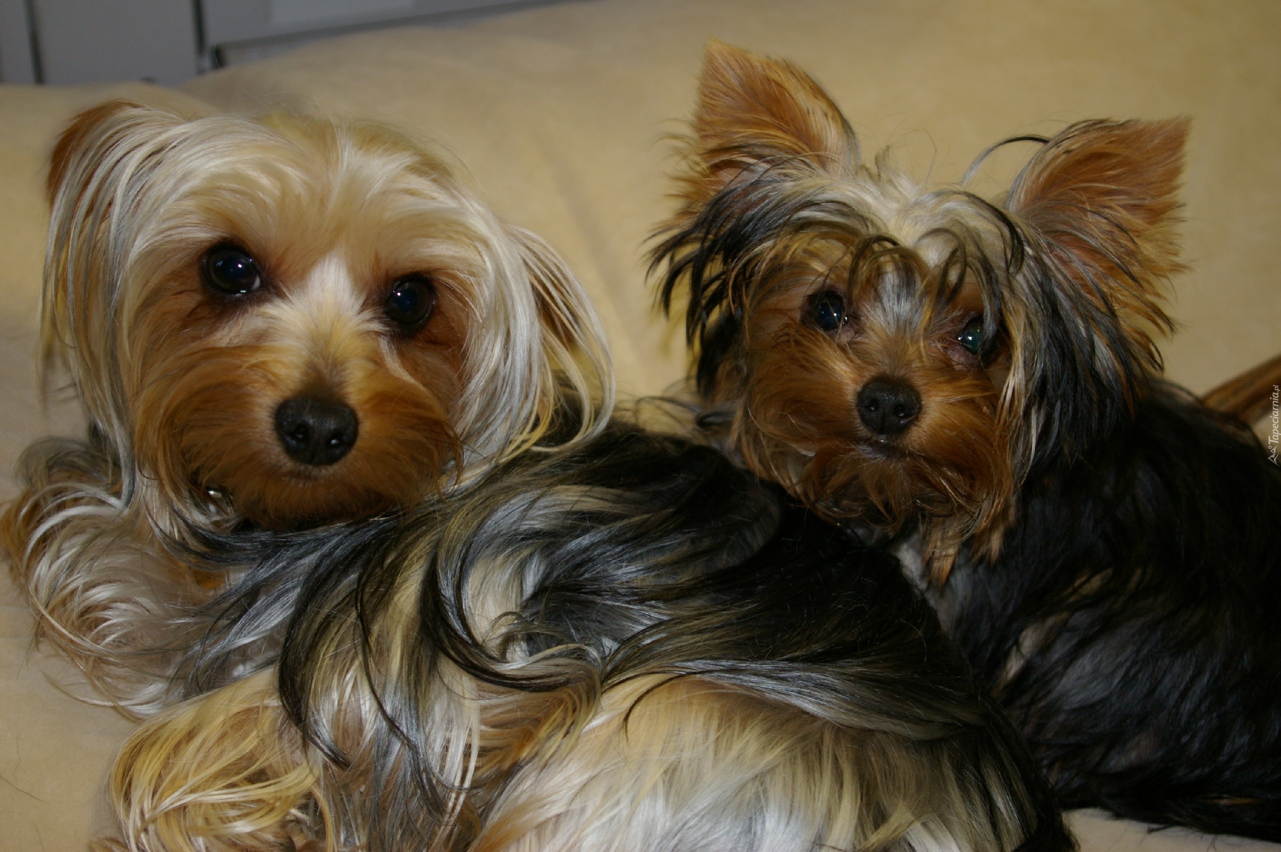 Dwa, Pieski, Yorkshire Terrier